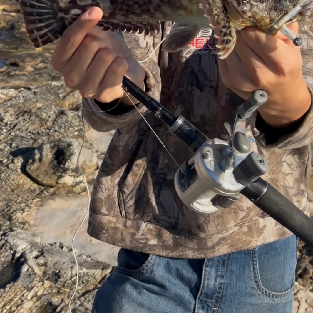 Cabezon caught on Fishbrain