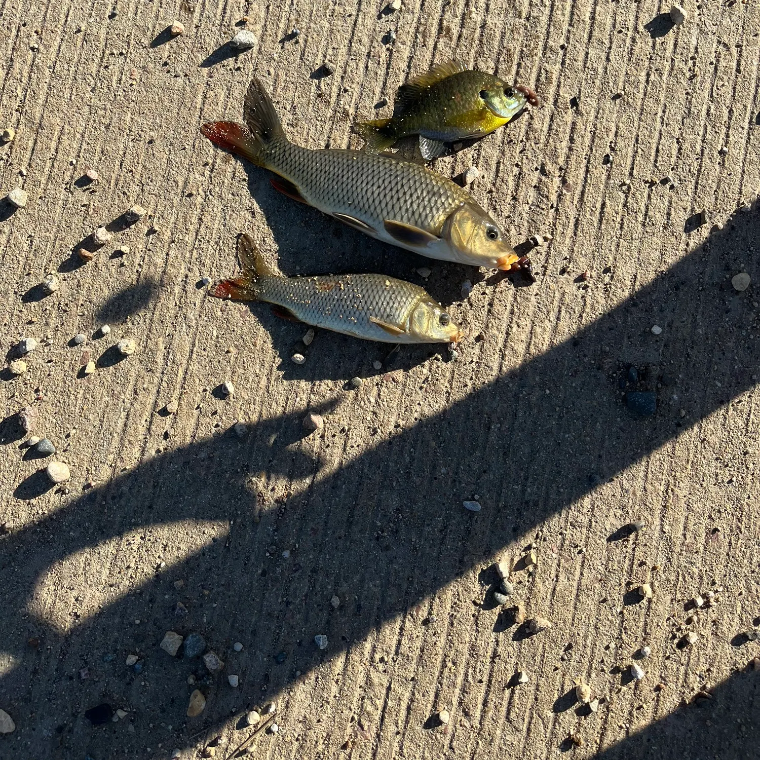 Common carp caught on Fishbrain