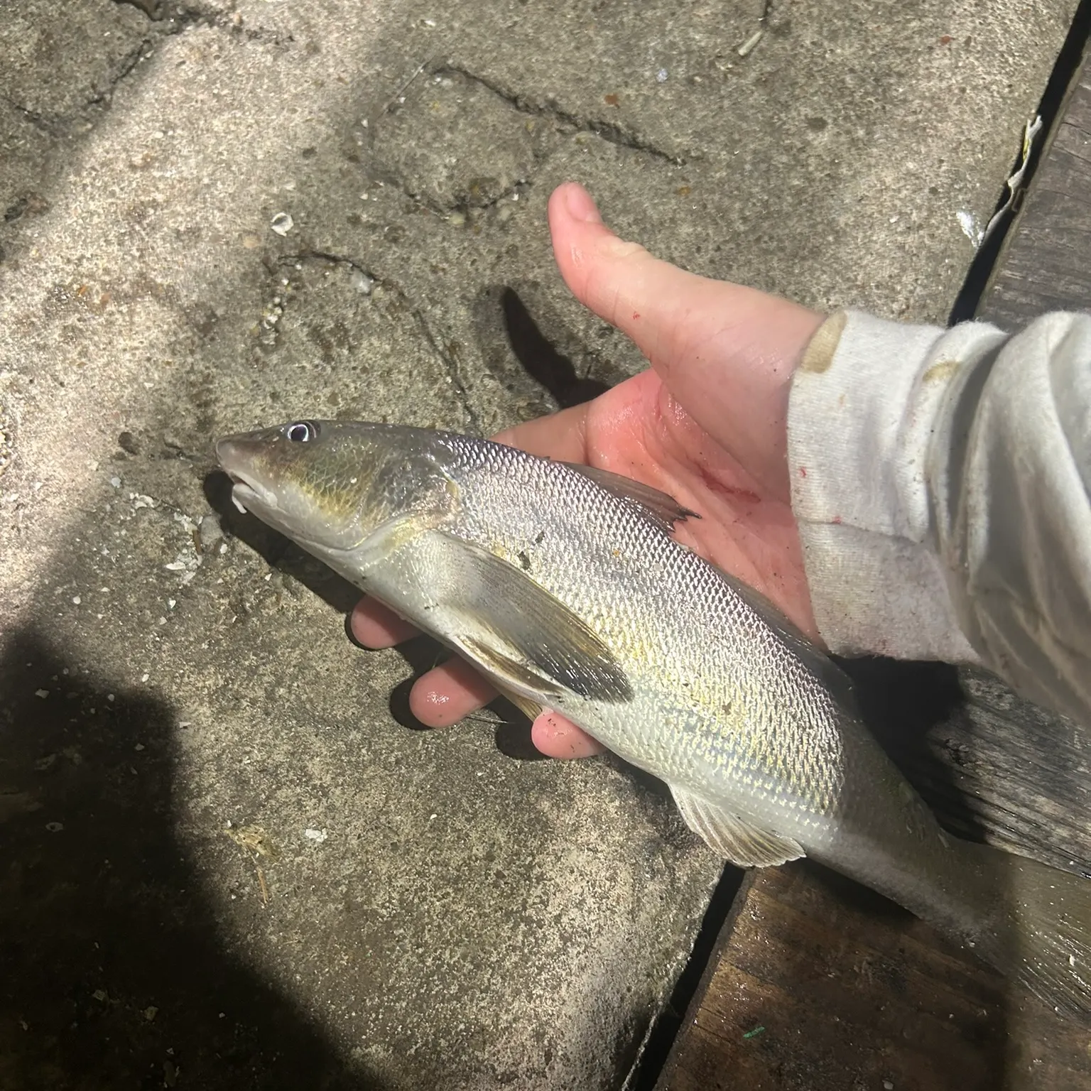 The most recent Gulf kingcroaker catches on Fishbrain