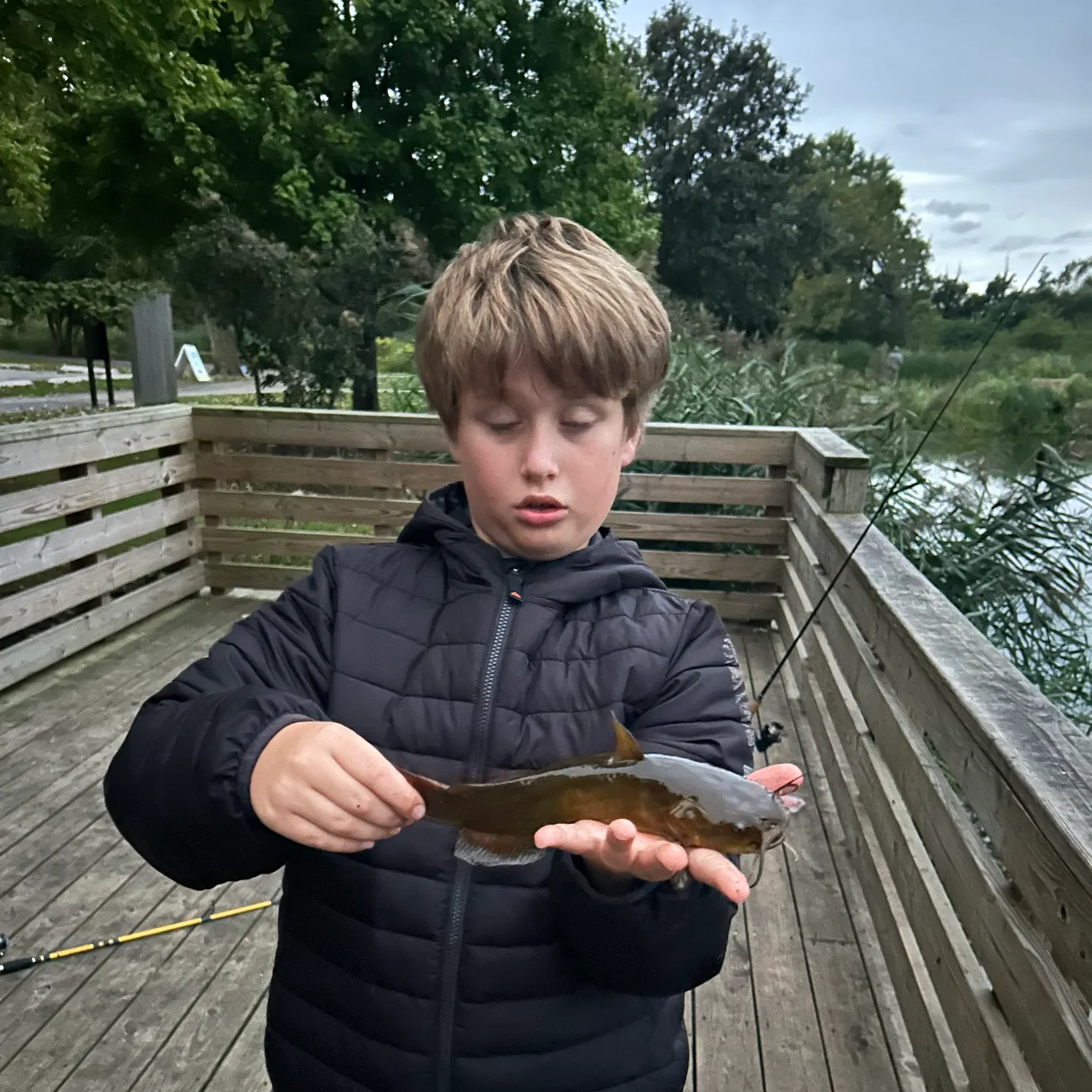 Yellow bullhead caught on Fishbrain