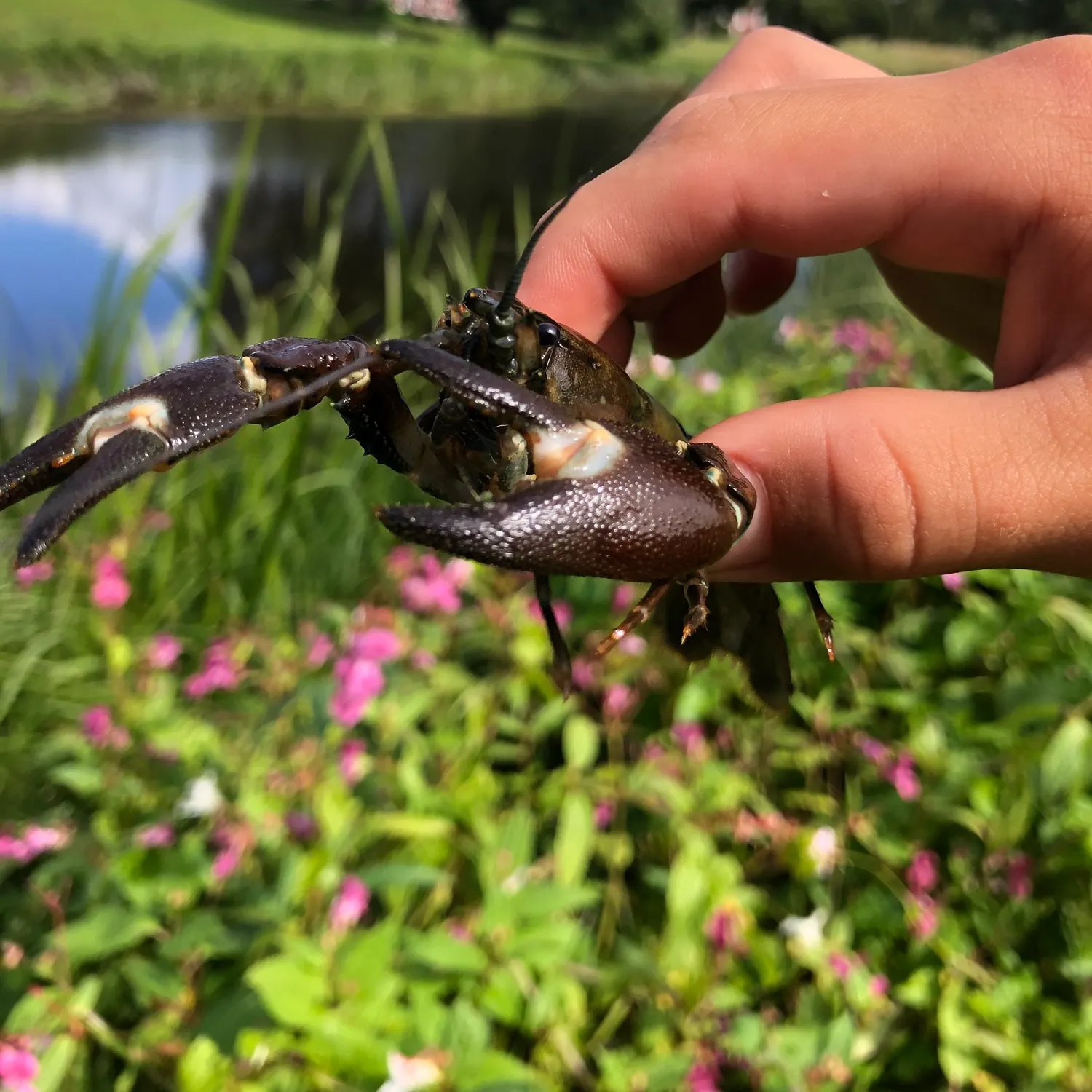 Signal crayfish caught on Fishbrain