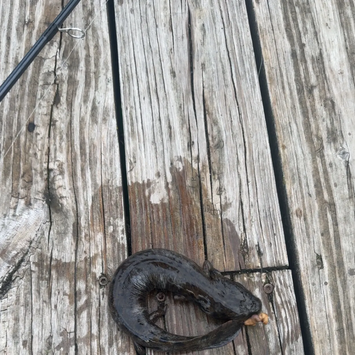 The most recent Common mudpuppy catches on Fishbrain