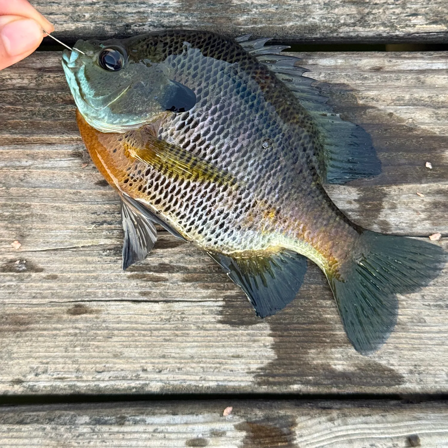 recently logged catches