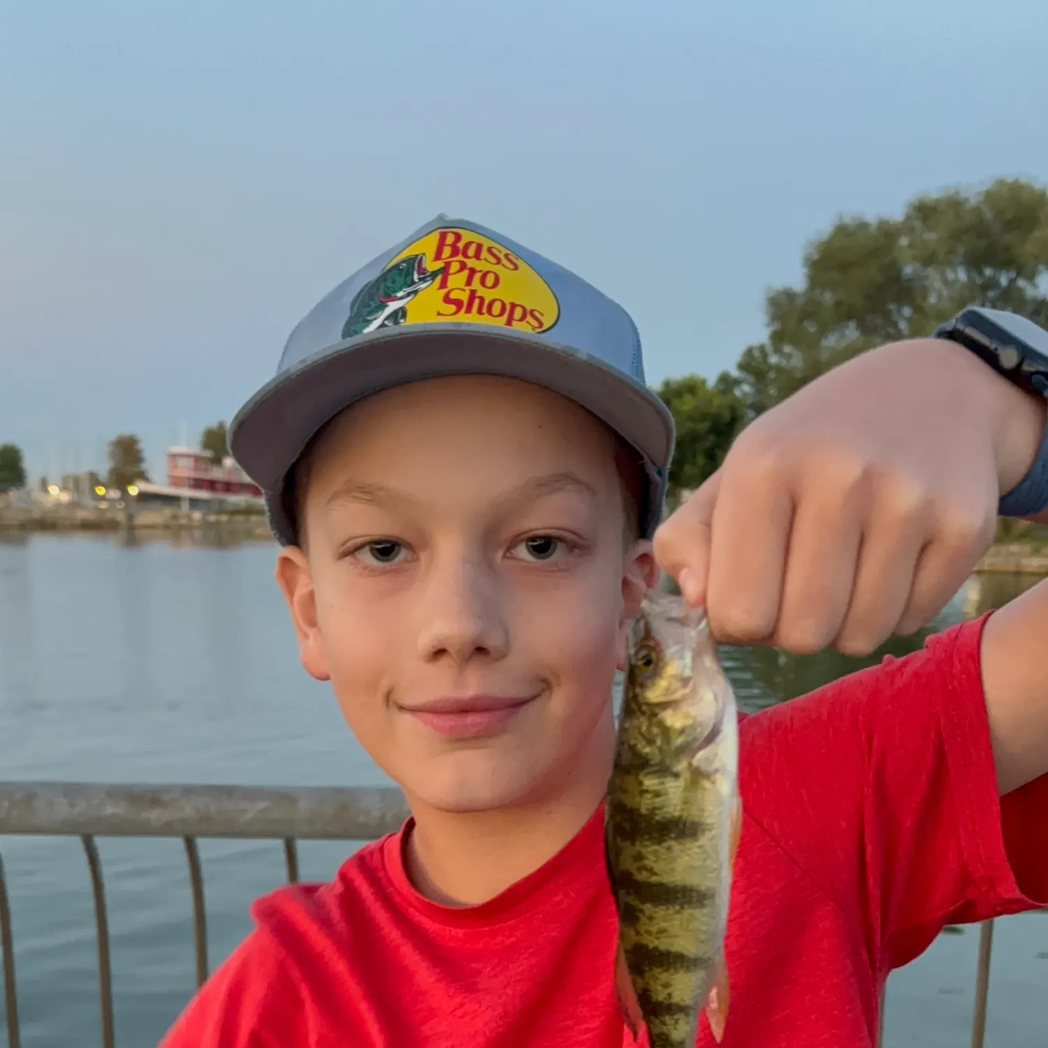 Yellow perch caught on Fishbrain