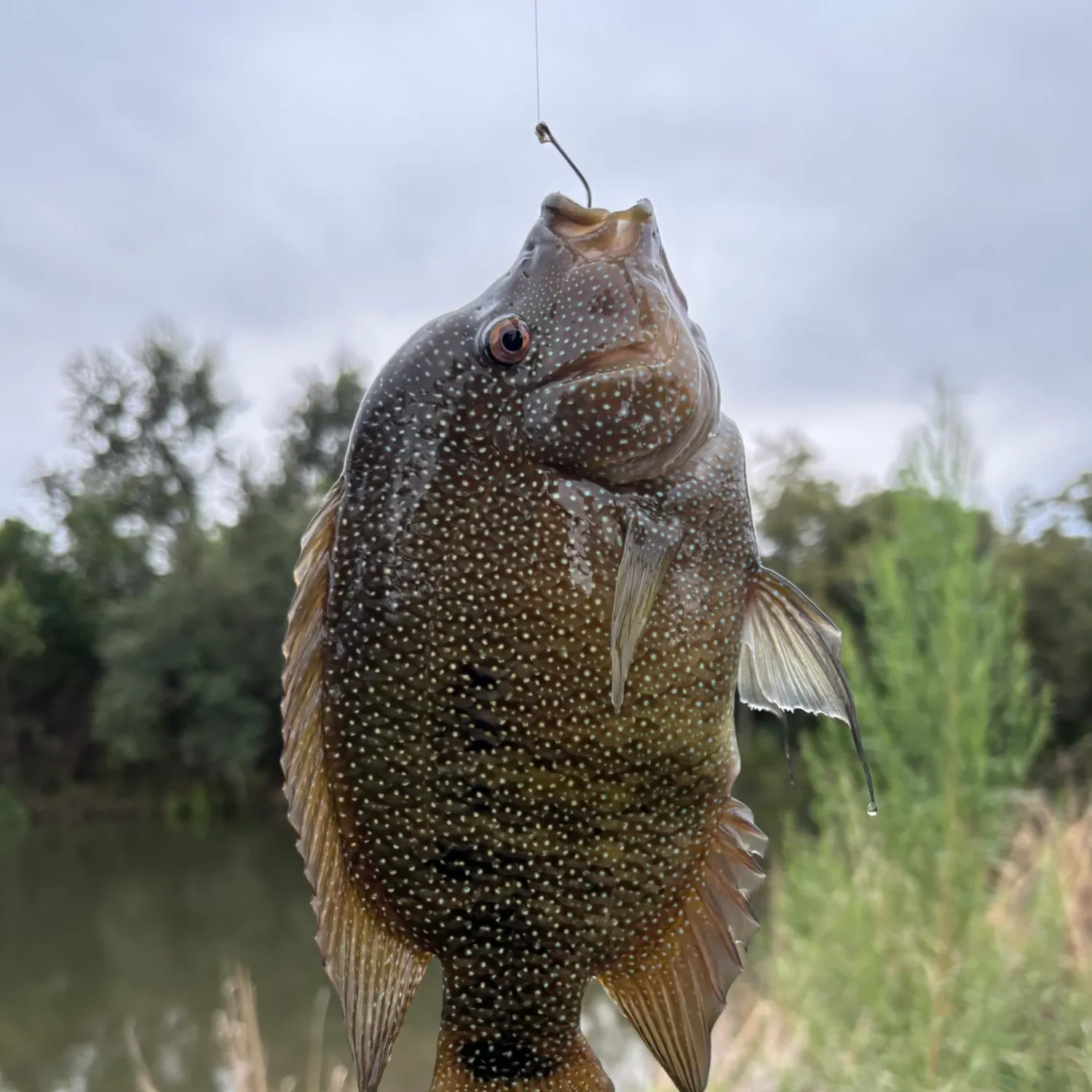 Rio Grande cichlid caught on Fishbrain