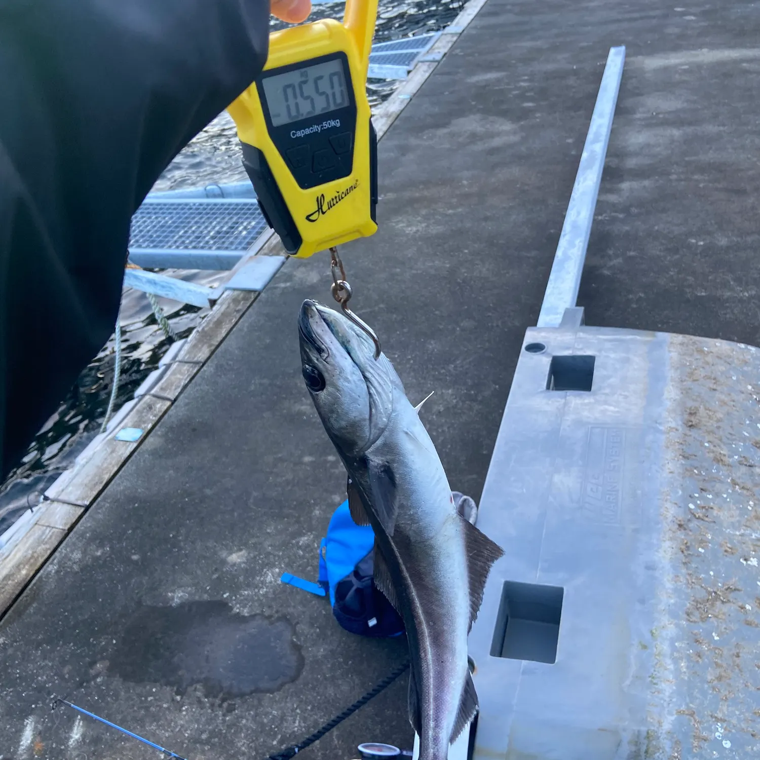 The most recent Atlantic pollock catches on Fishbrain