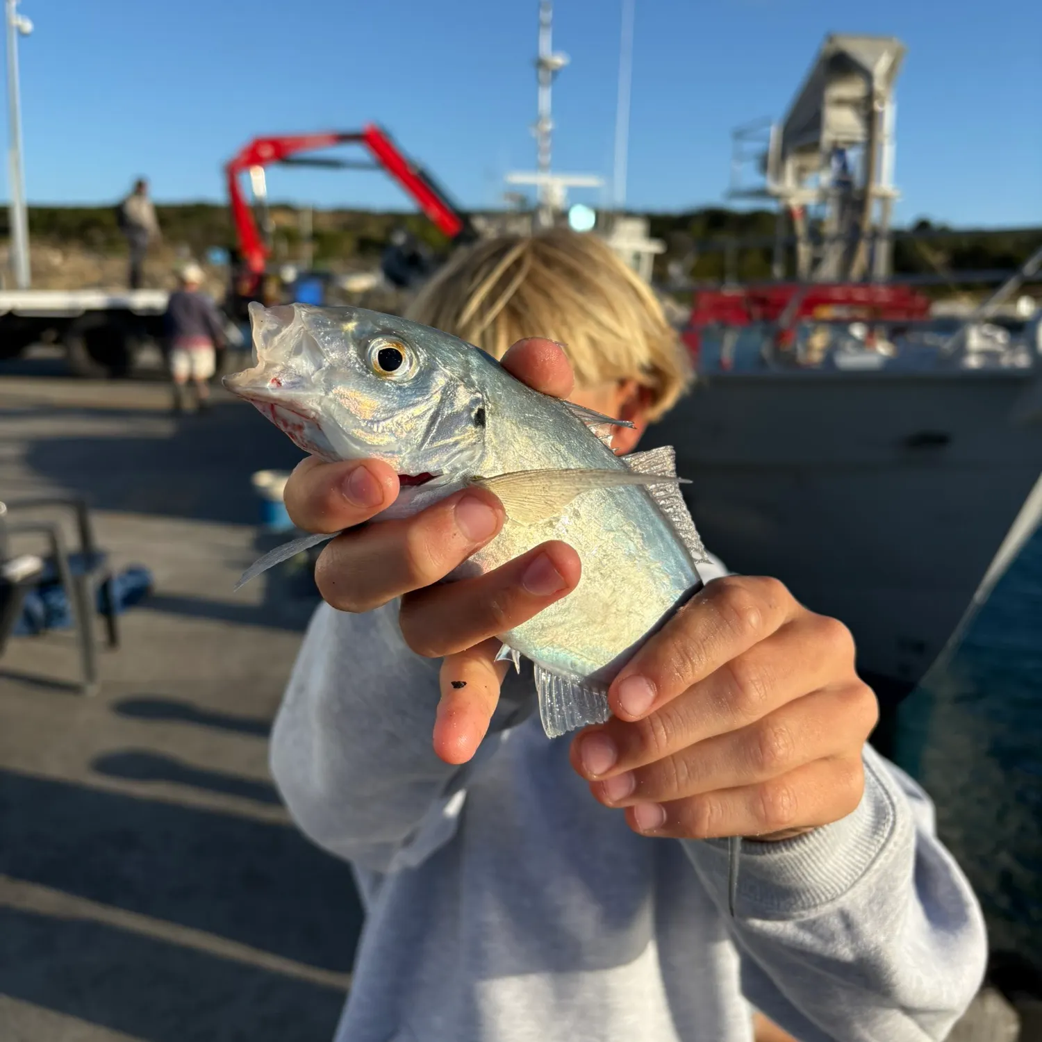 The most recent Silver trevally catches on Fishbrain