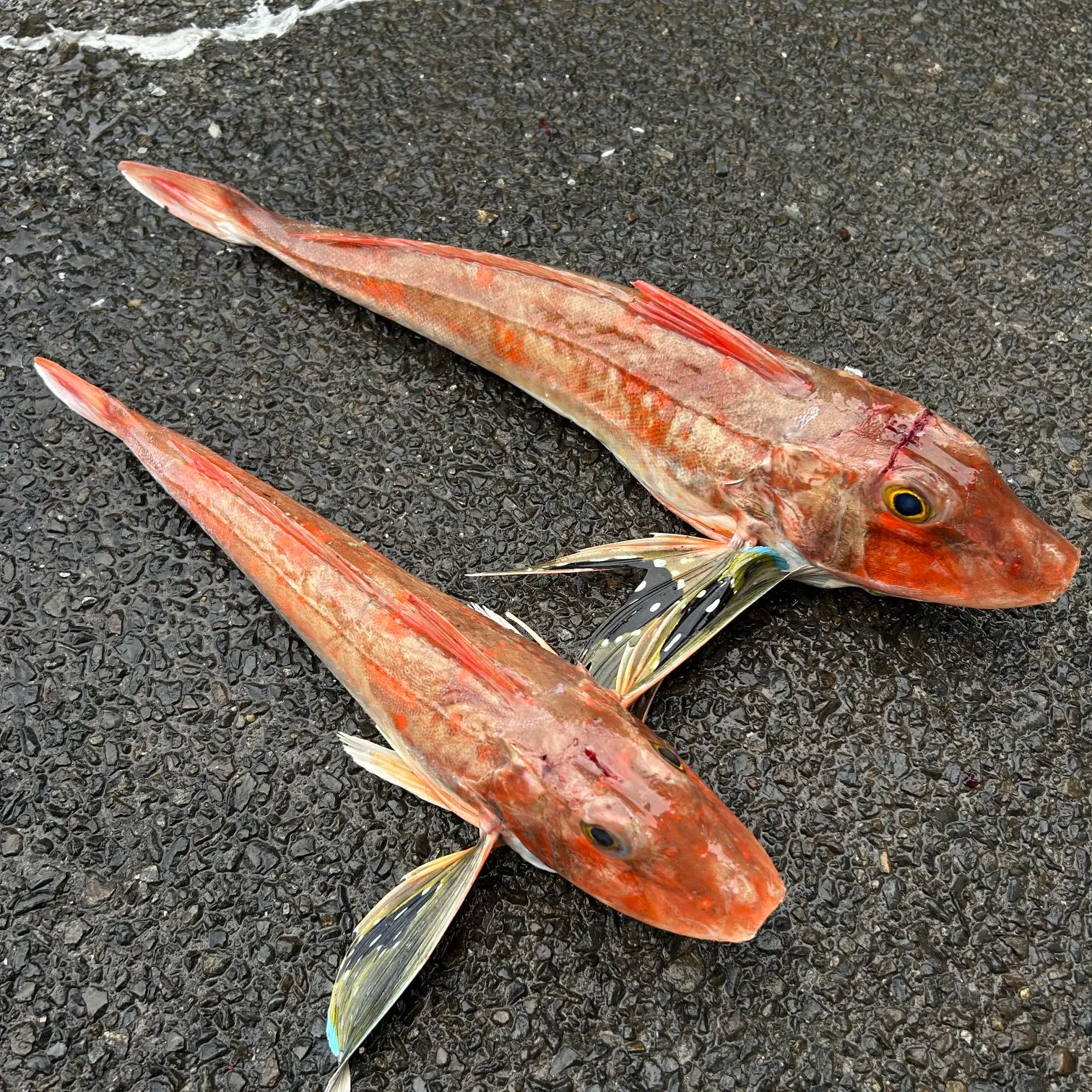 The most recent Tub gurnard catches on Fishbrain