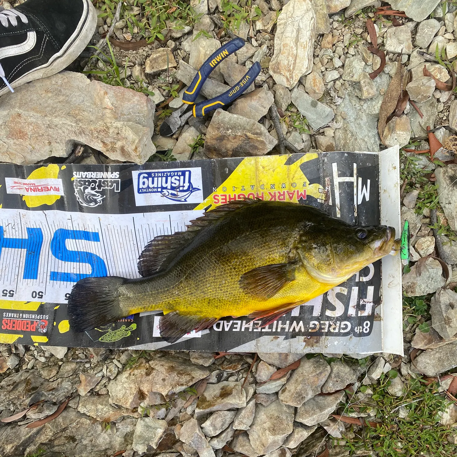 The most recent Golden perch catches on Fishbrain