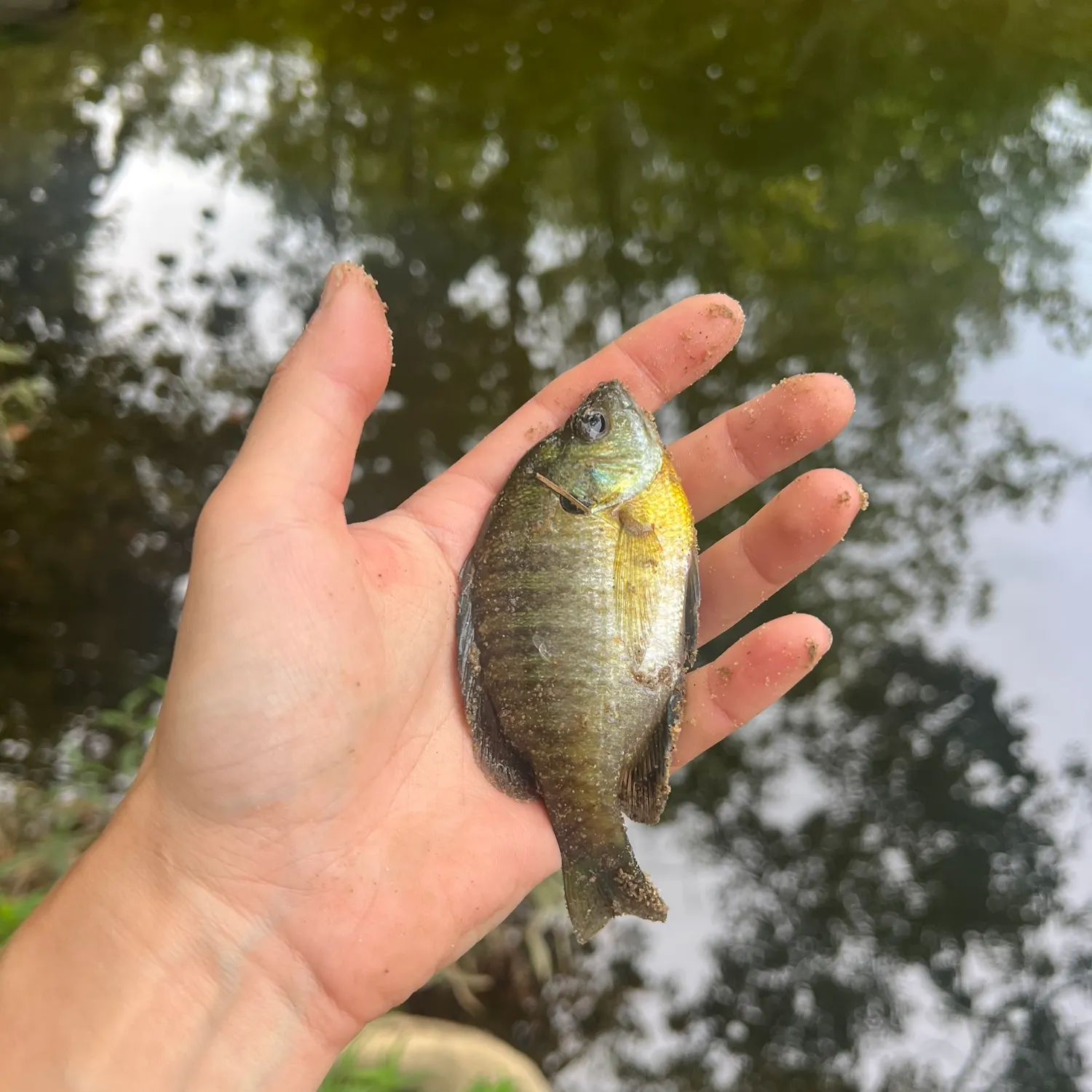 Bluegill caught on Fishbrain