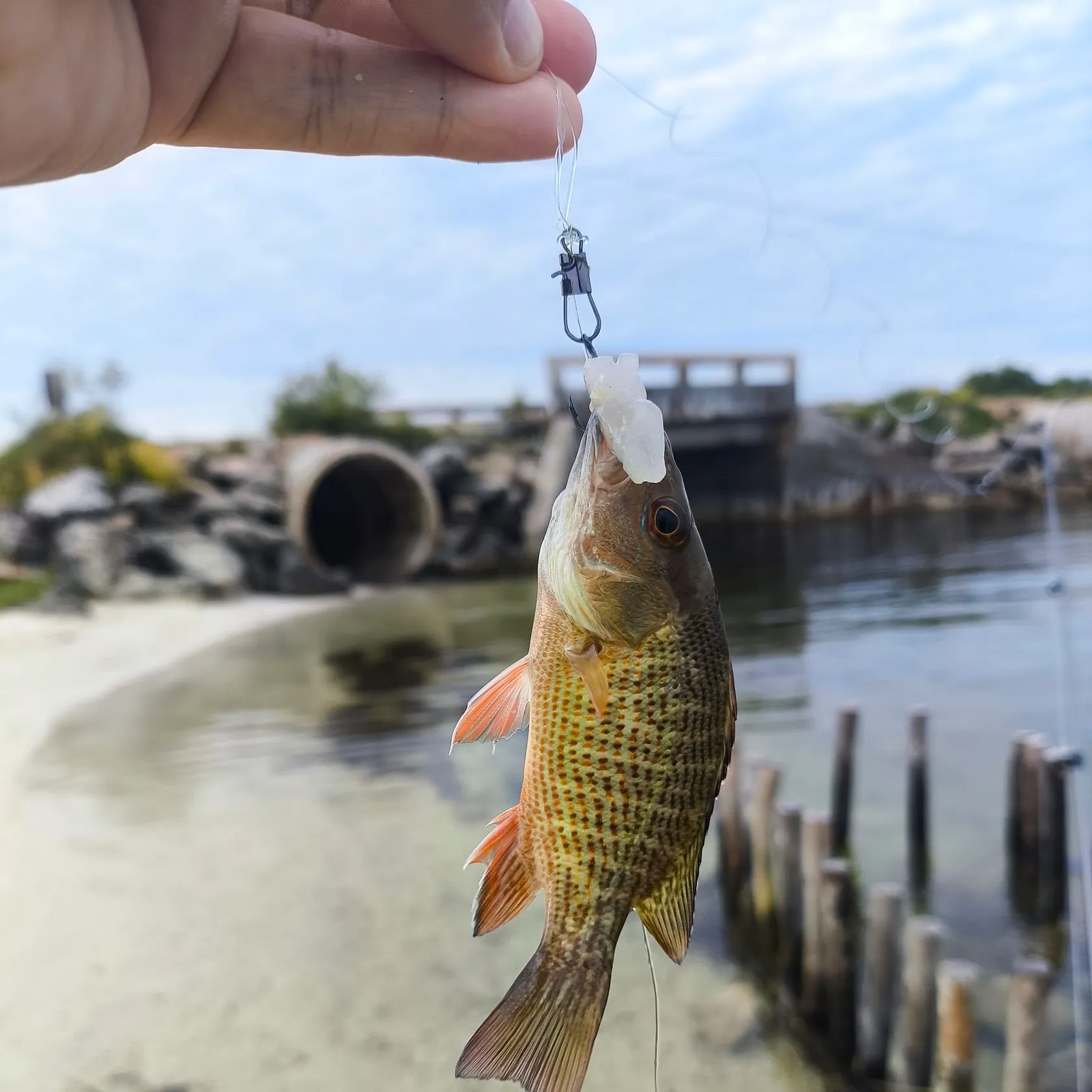 Mangrove snapper caught on Fishbrain