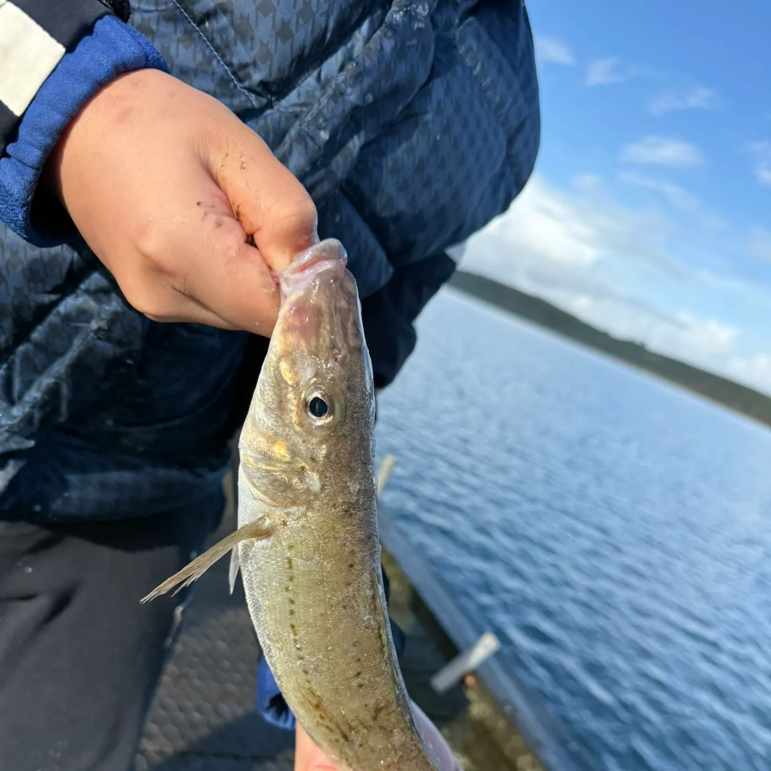 The most recent King George whiting catches on Fishbrain