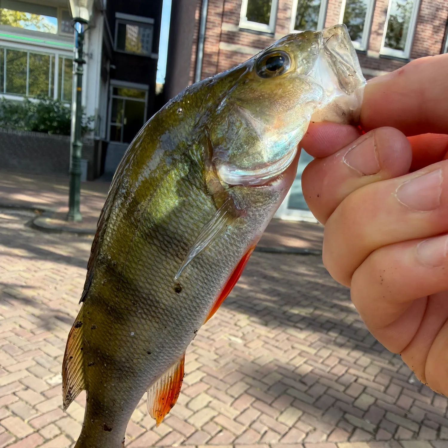 European perch caught on Fishbrain