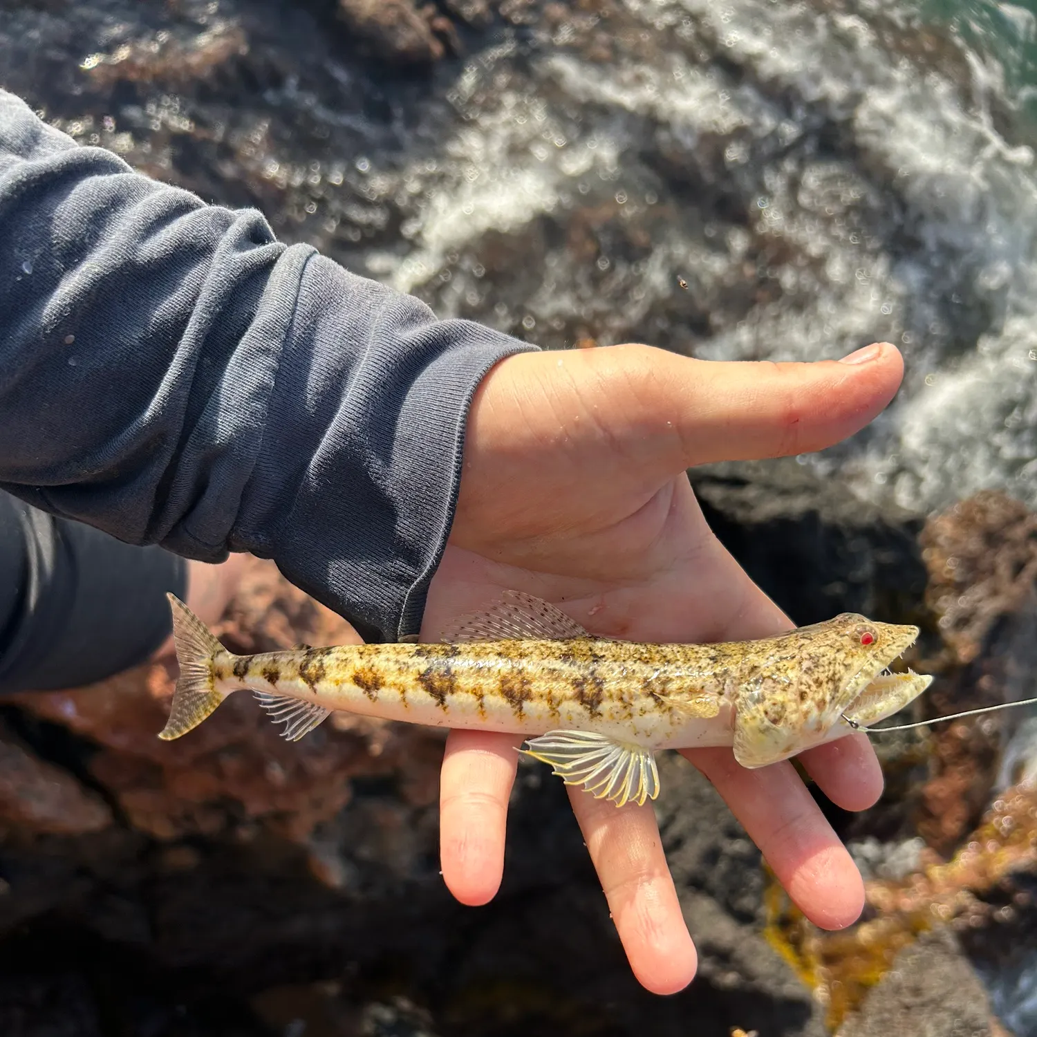 The most recent Atlantic lizardfish catches on Fishbrain