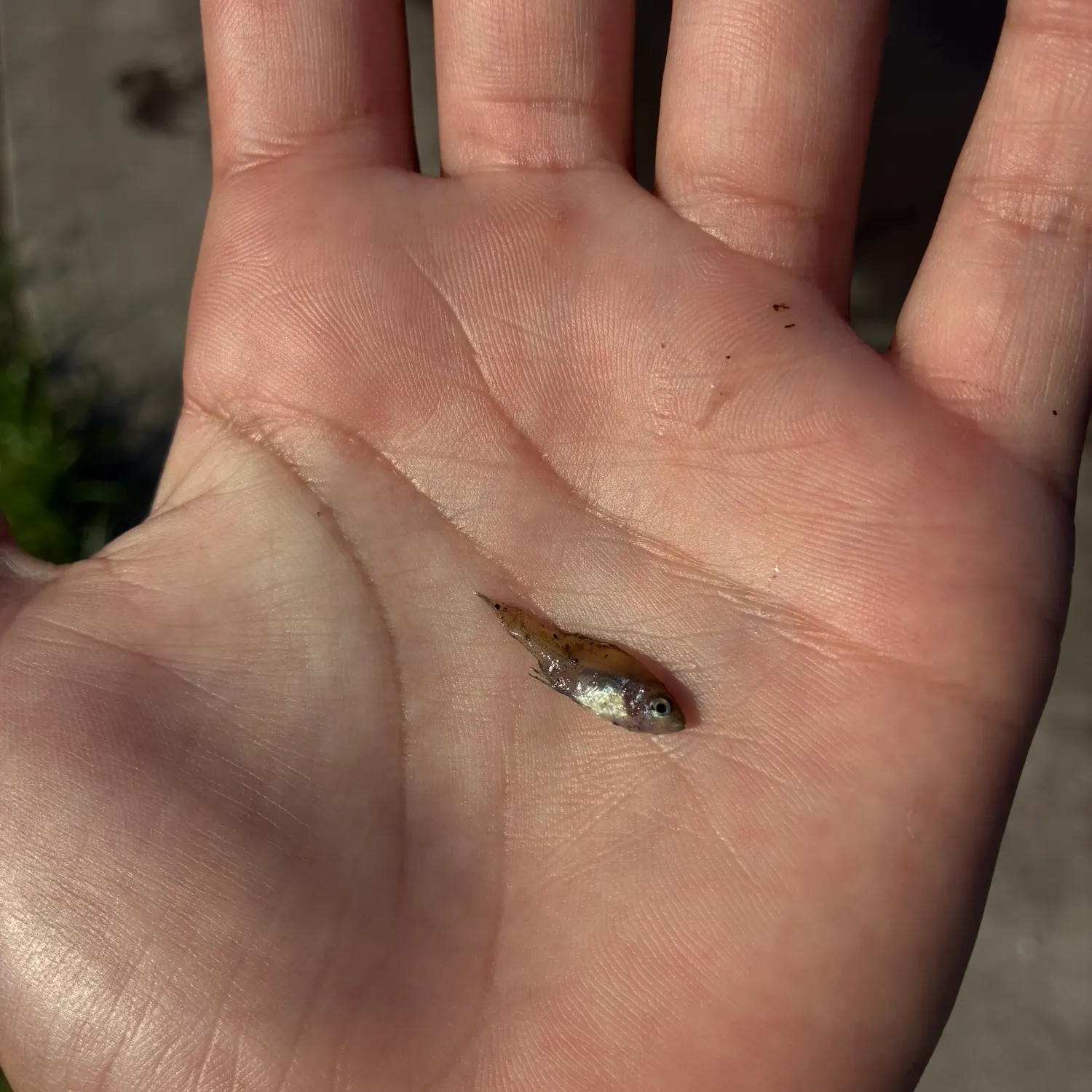 The most recent West Pacific luminous roughy catches on Fishbrain