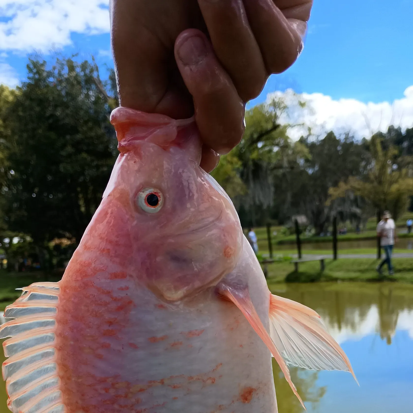 The most recent Red tilapia catches on Fishbrain