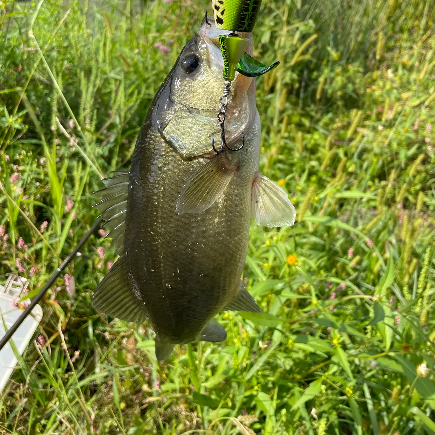 Largemouth bass caught on Fishbrain
