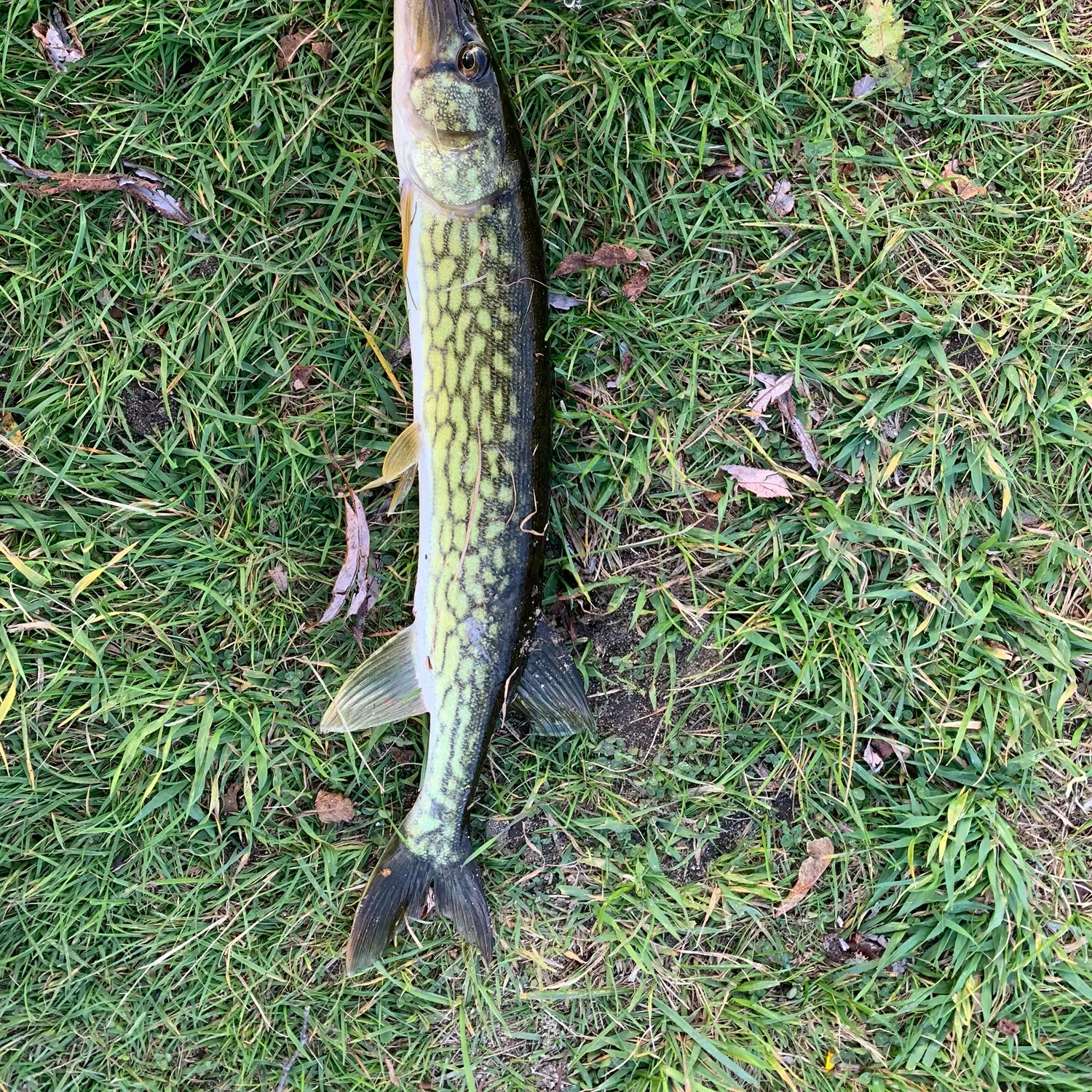 Chain pickerel caught on Fishbrain