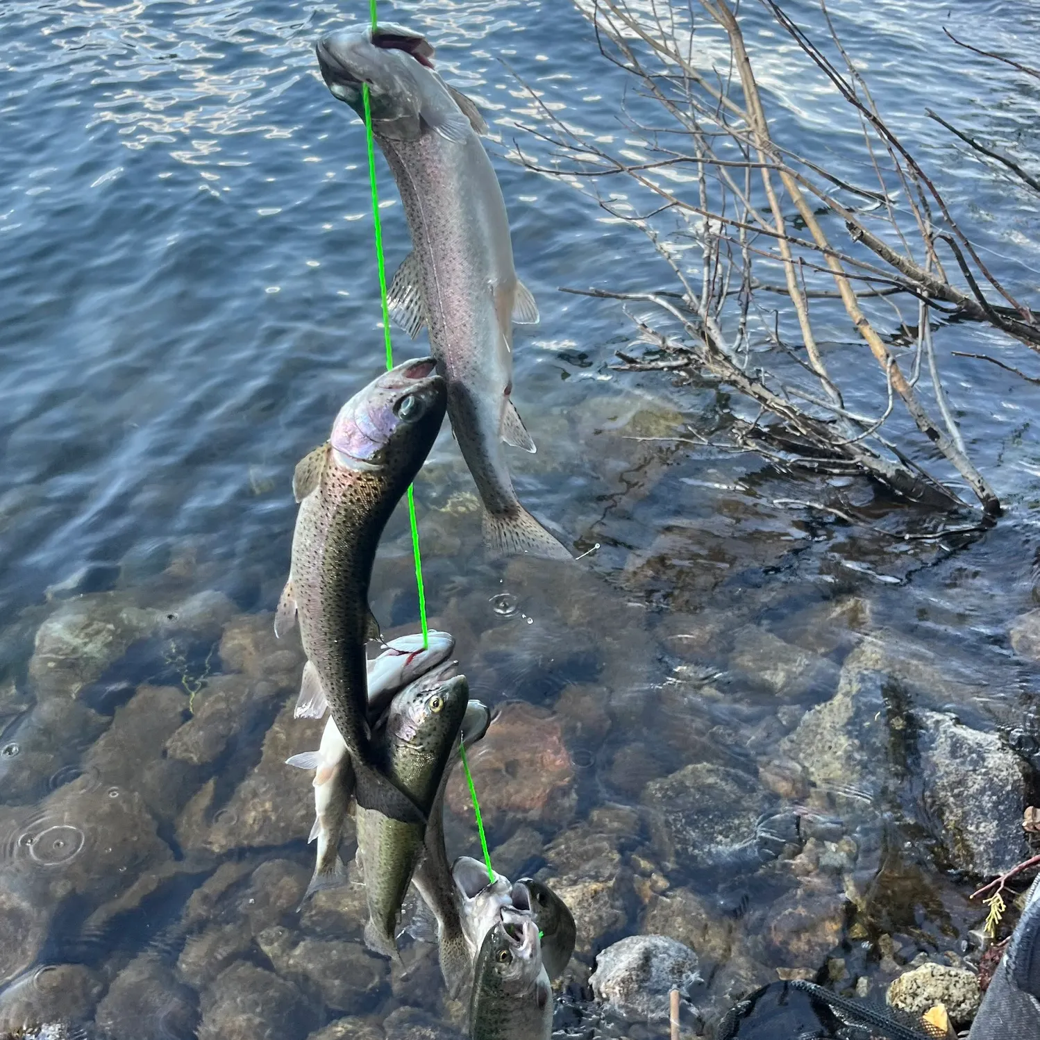 recently logged catches