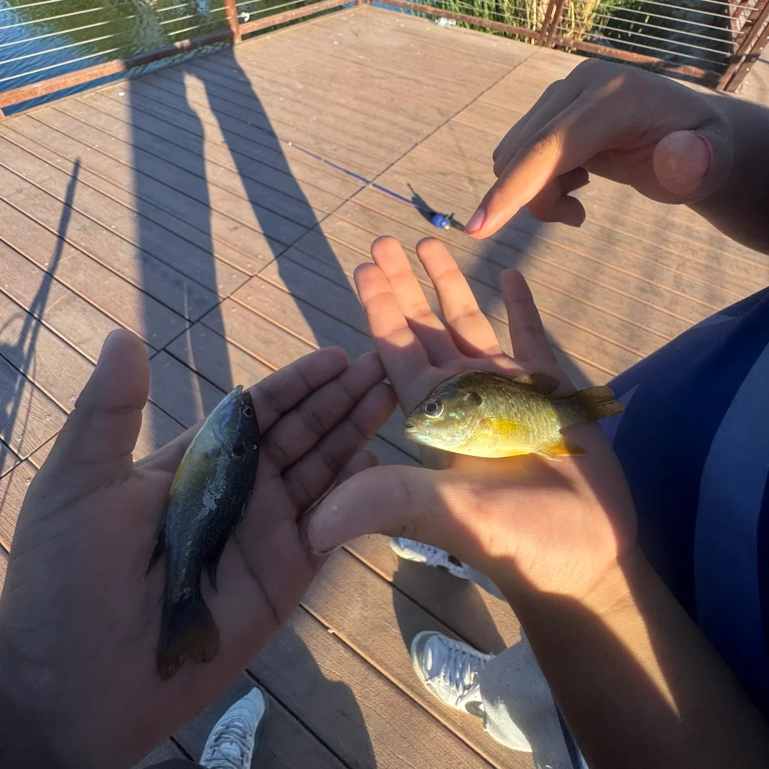 Bluegill caught on Fishbrain