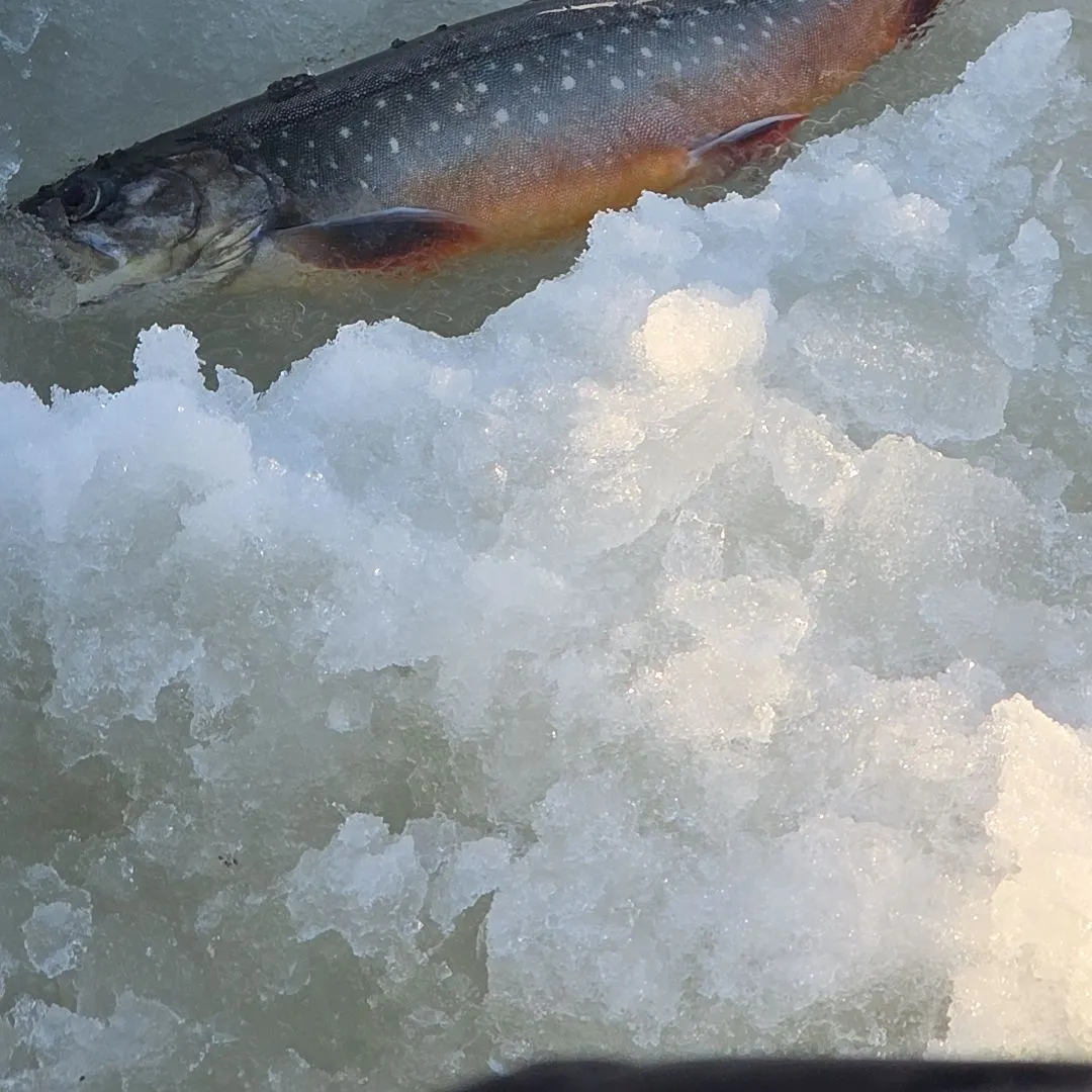 The most recent Arctic char catches on Fishbrain