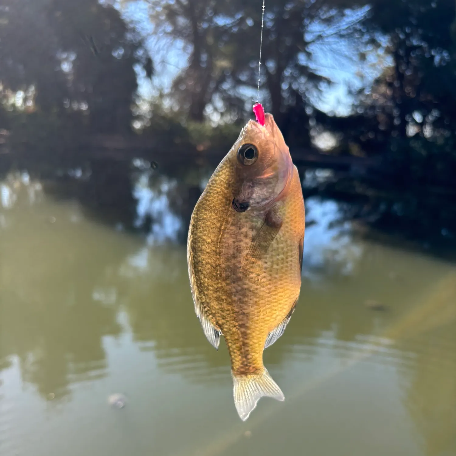 Bluegill caught on Fishbrain