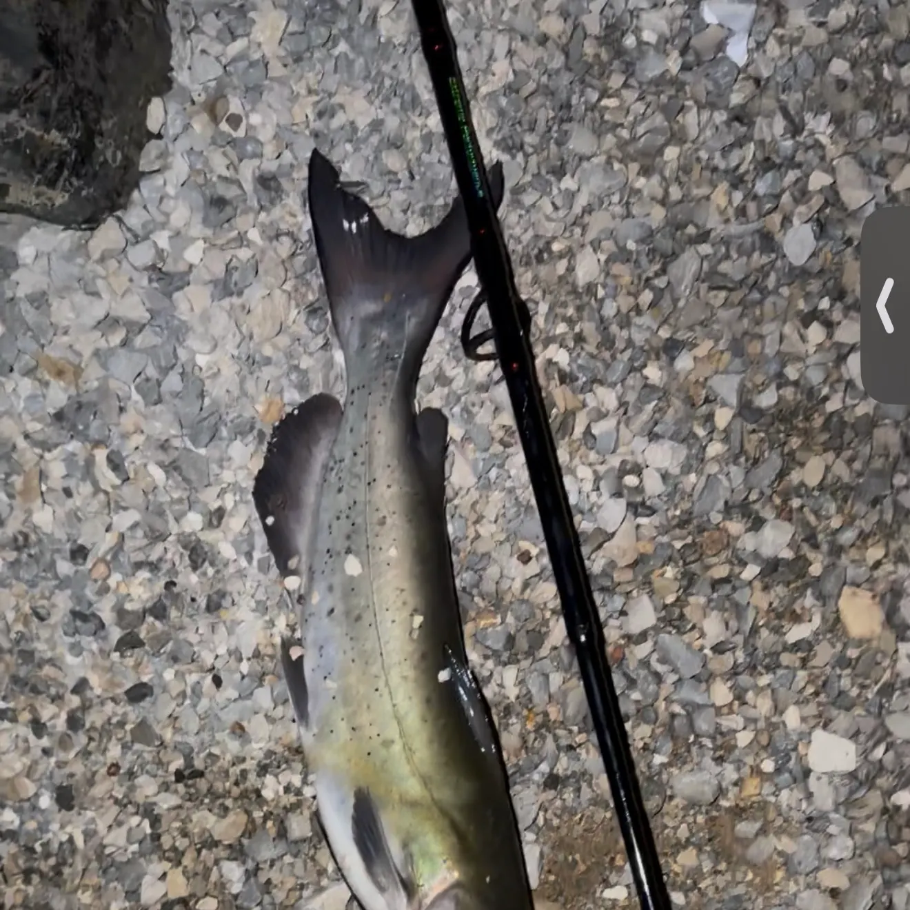 Channel catfish caught on Fishbrain
