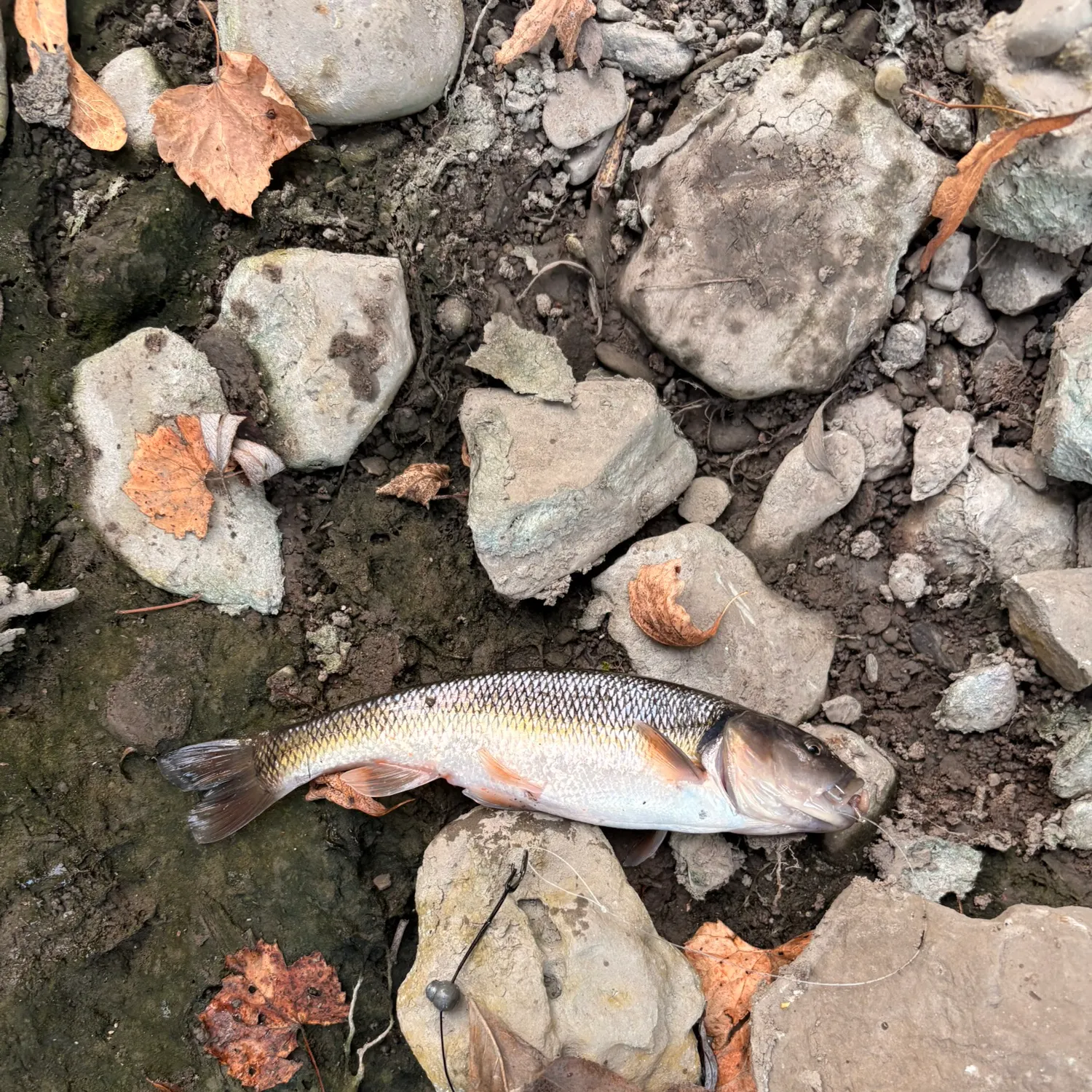 Creek chub caught on Fishbrain