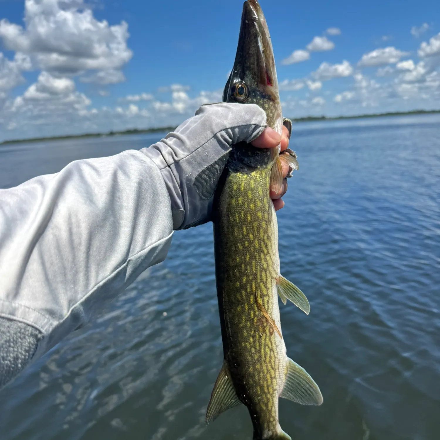 Chain pickerel caught on Fishbrain