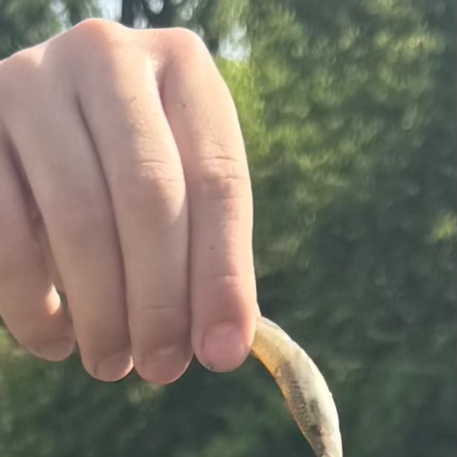 The most recent Bluntnose minnow catches on Fishbrain