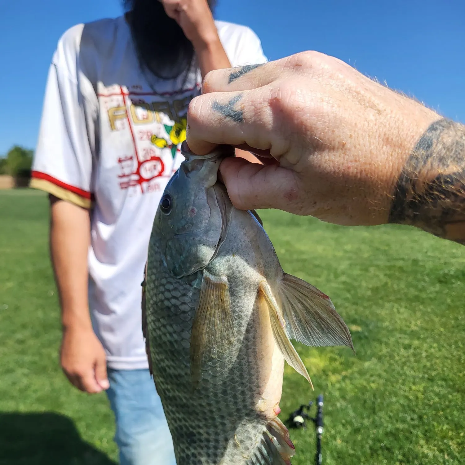 The most recent Nile tilapia catches on Fishbrain