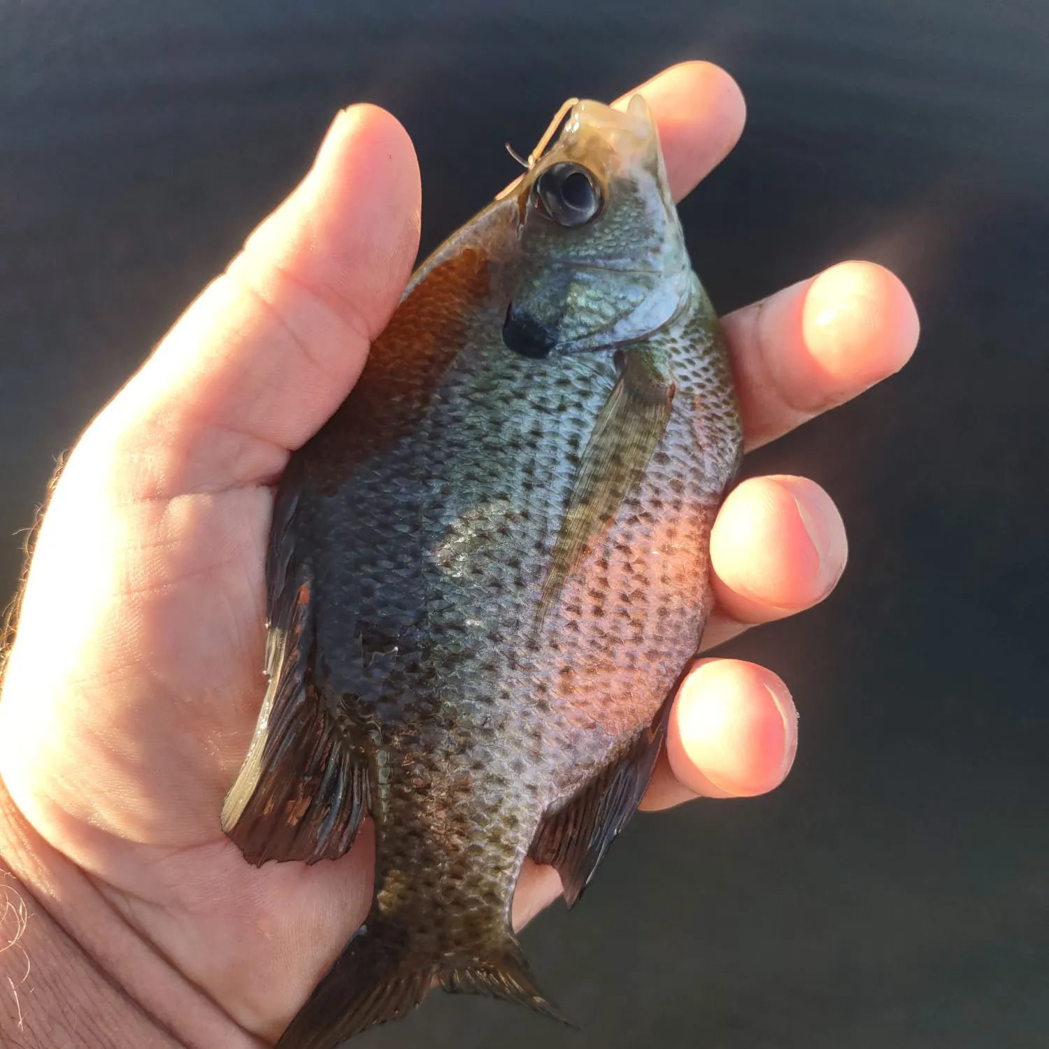 Bluegill caught on Fishbrain
