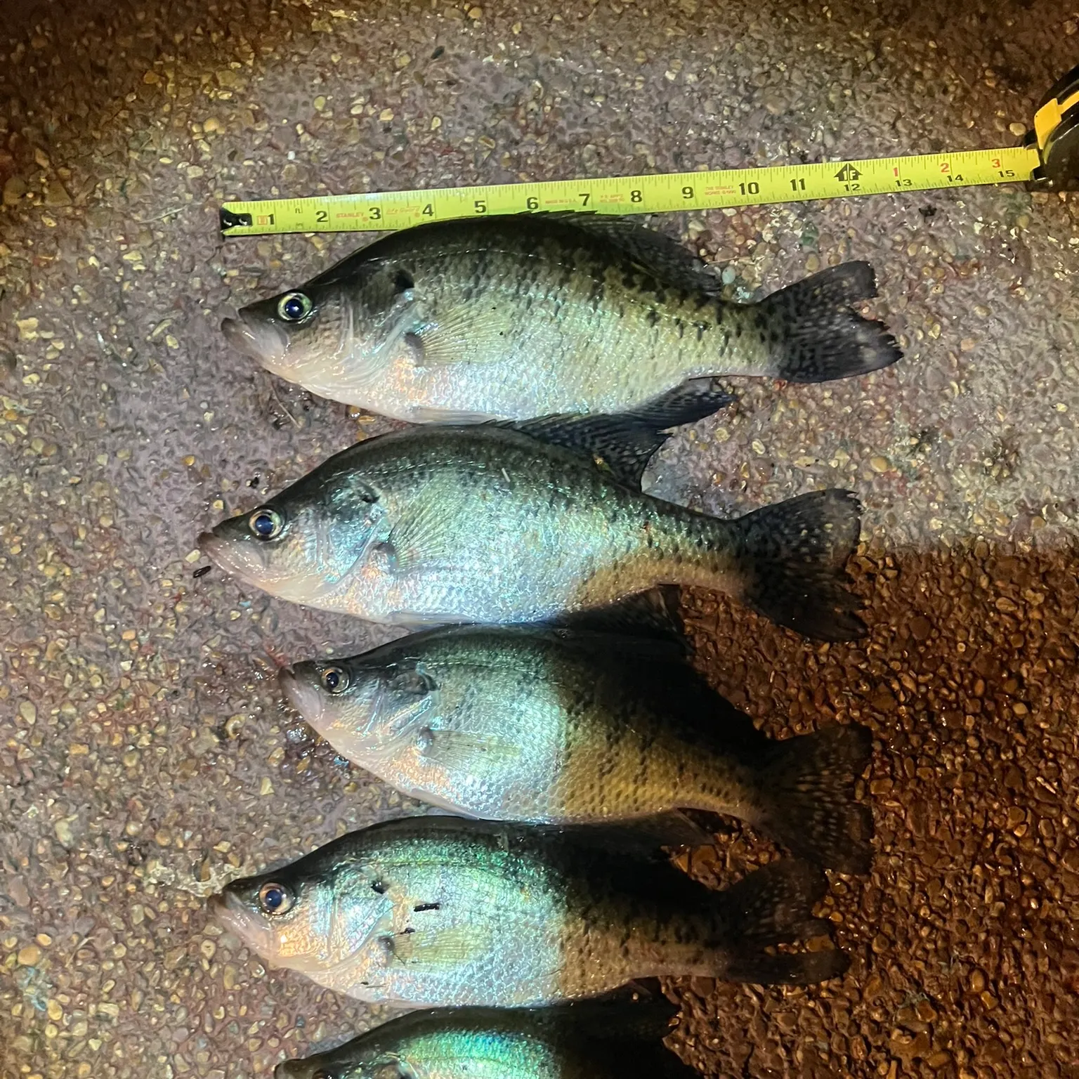 recently logged catches