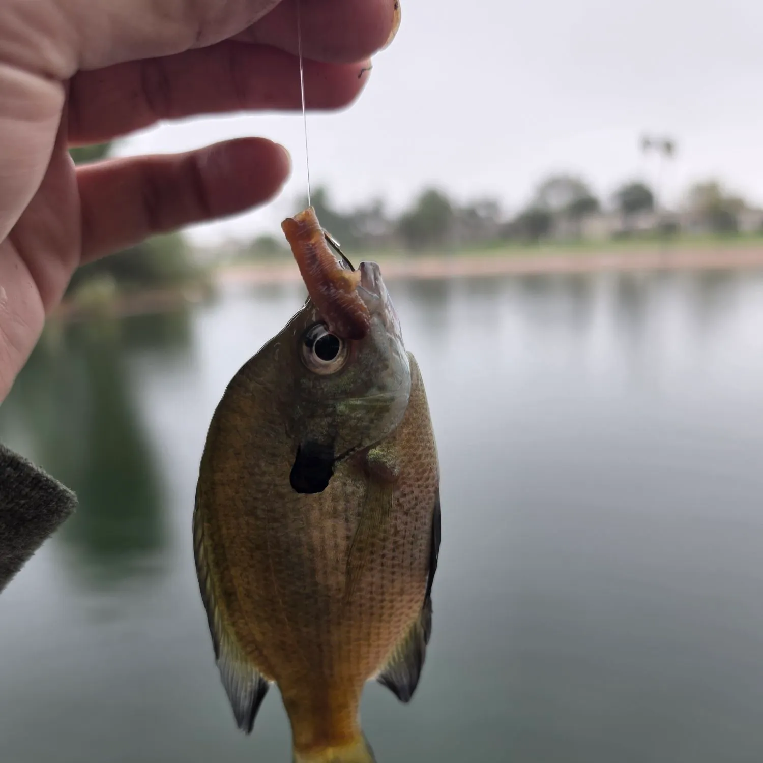 Bluegill caught on Fishbrain