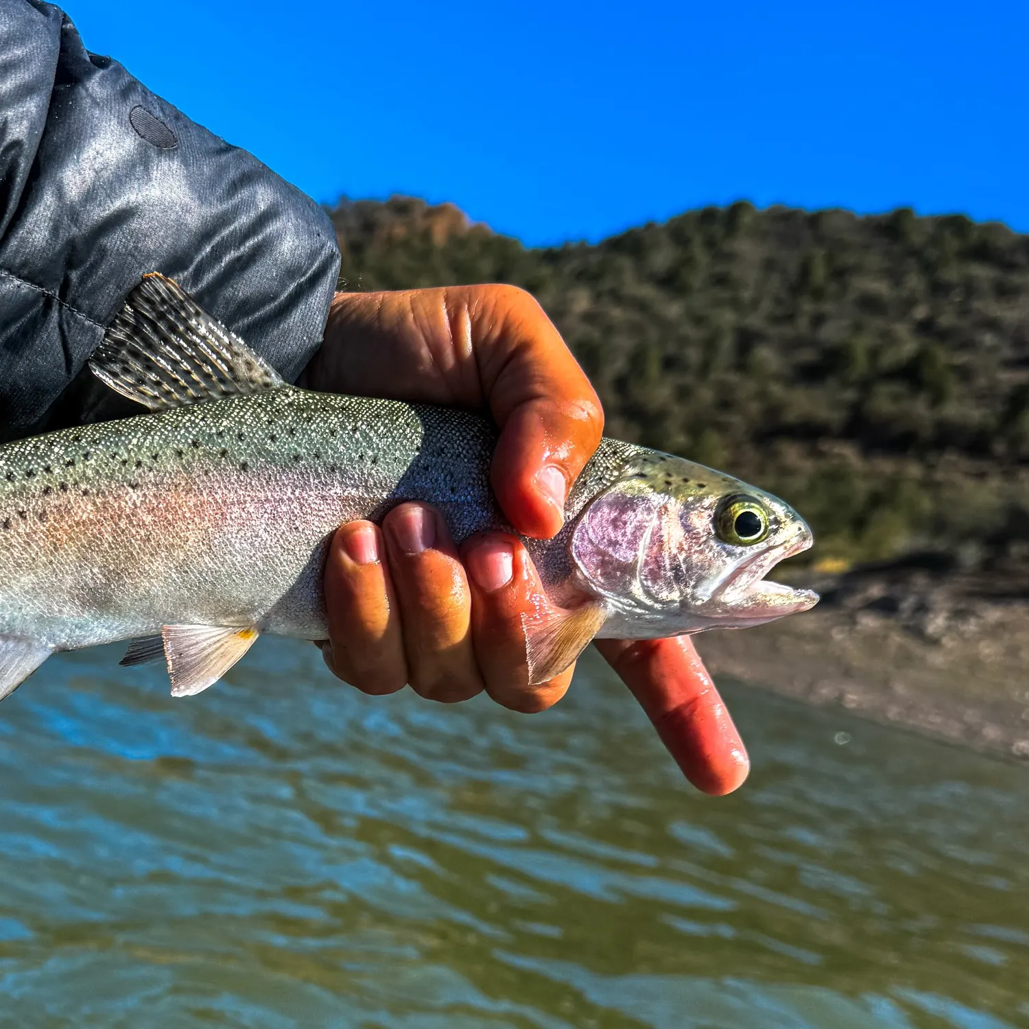 Rainbow trout caught on Fishbrain