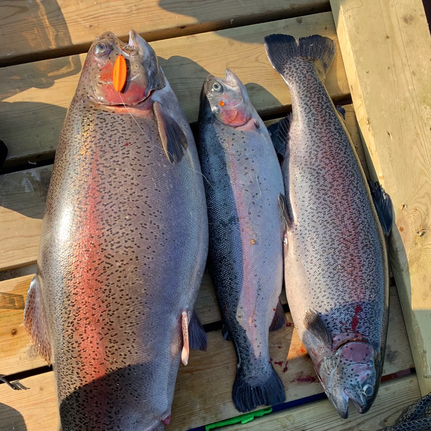 recently logged catches