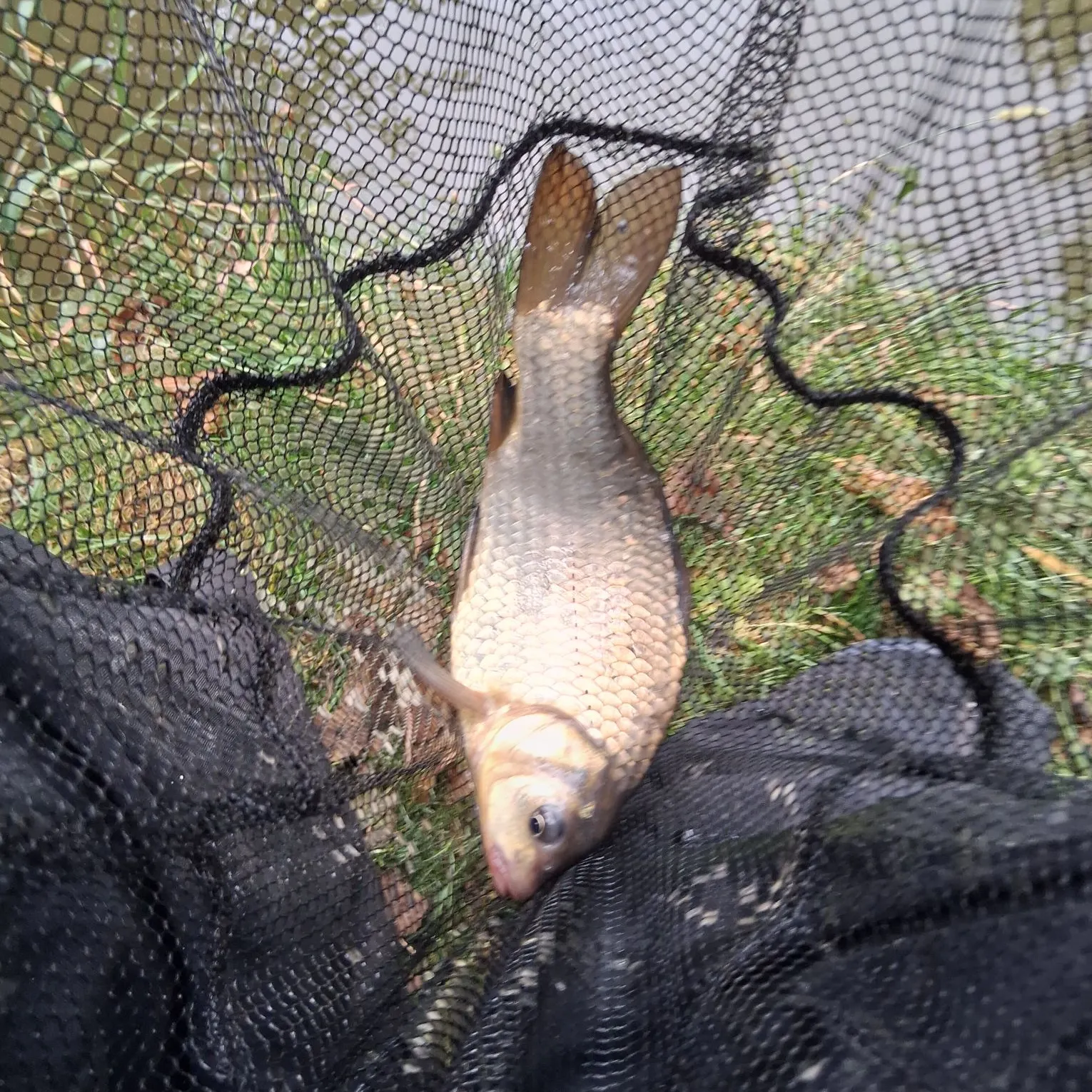 Common carp caught on Fishbrain