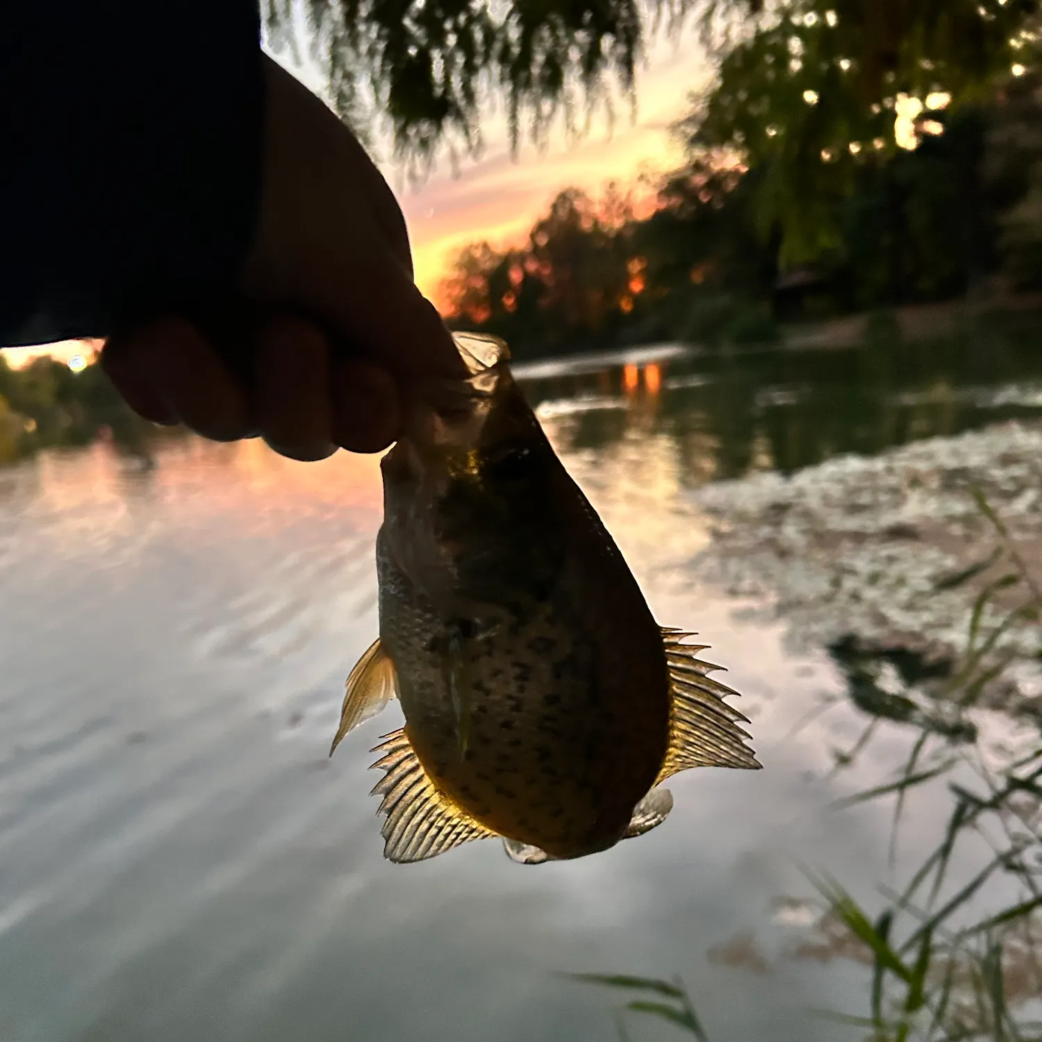 Black crappie caught on Fishbrain