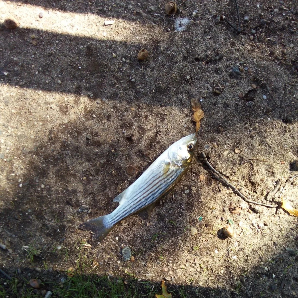 Striped bass caught on Fishbrain