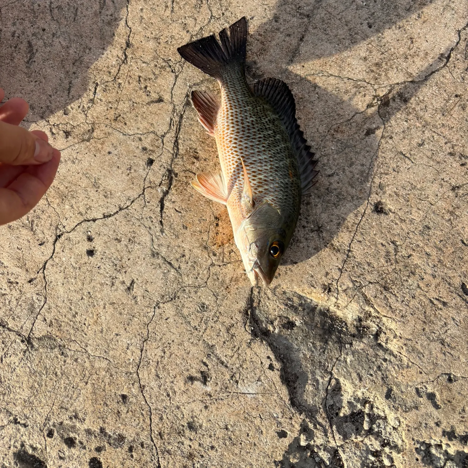 Mangrove snapper caught on Fishbrain
