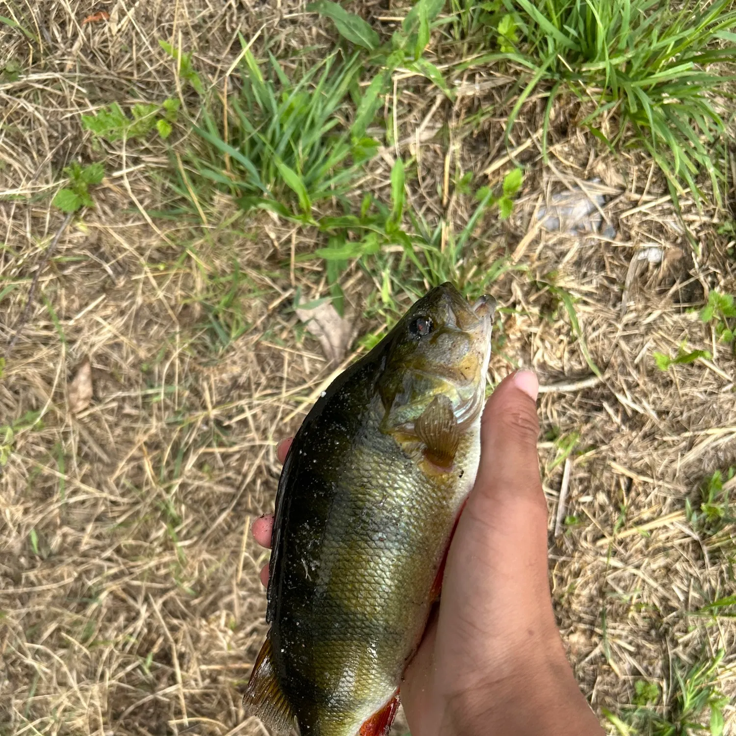 European perch caught on Fishbrain
