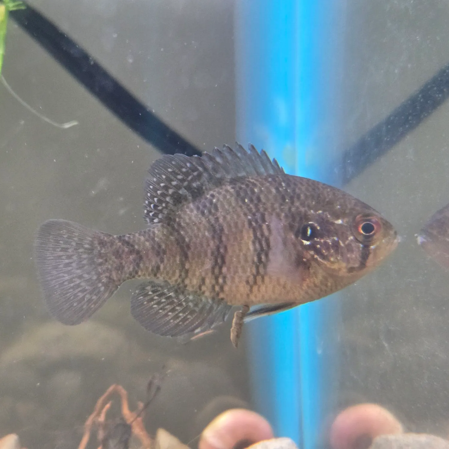 The most recent Banded sunfish catches on Fishbrain