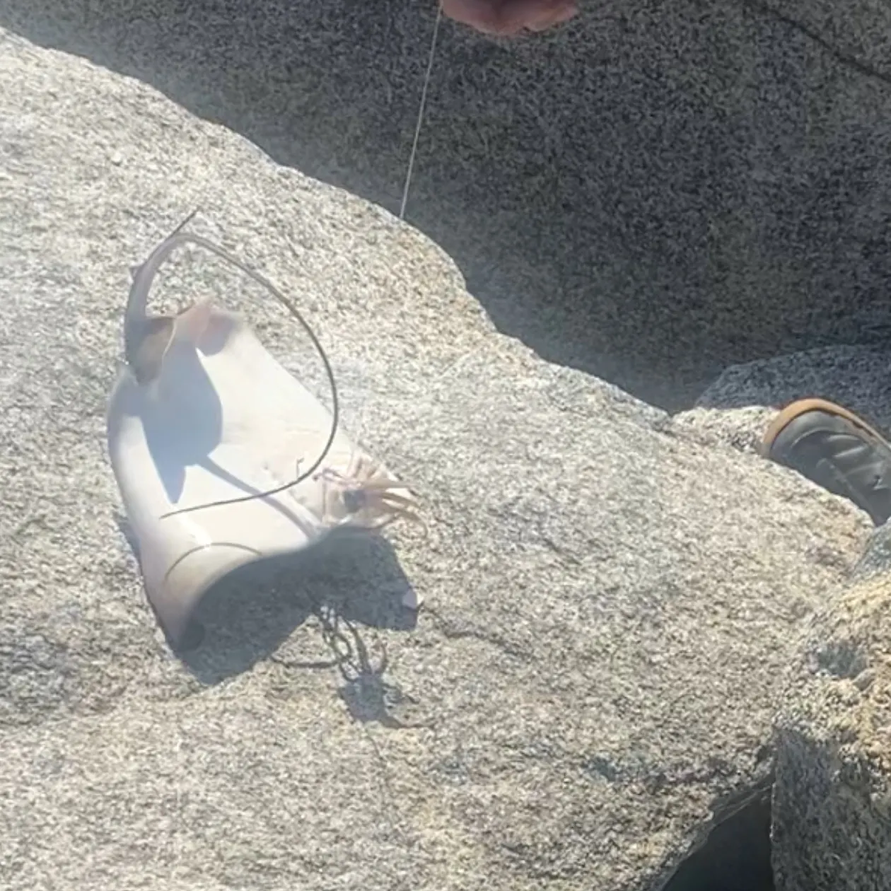 Bat eagle ray caught on Fishbrain