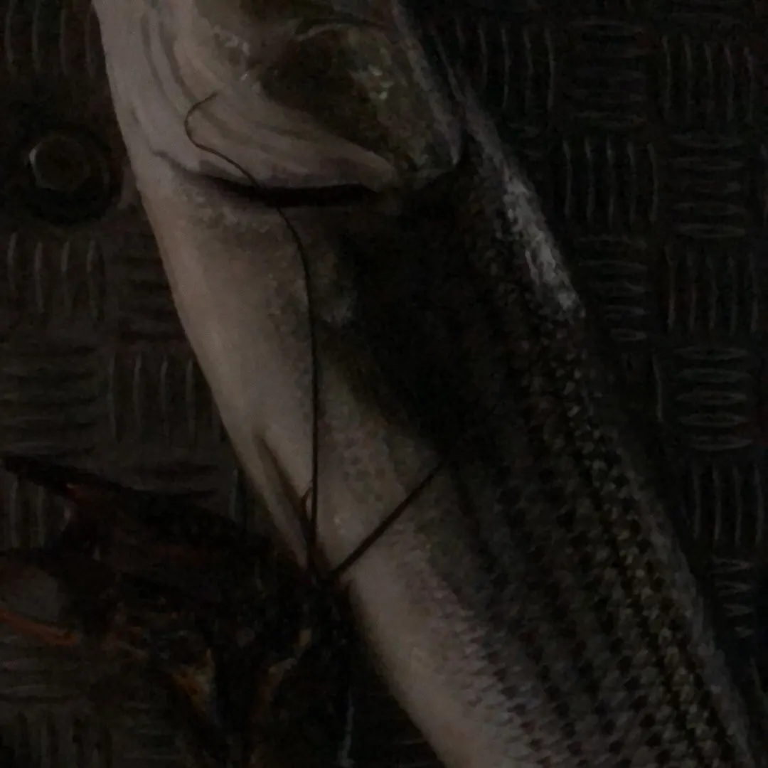 Striped bass caught on Fishbrain