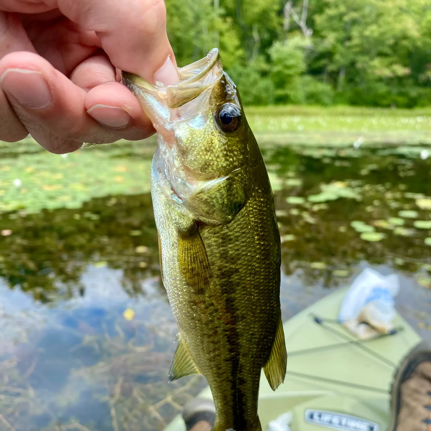 Largemouth bass caught on Fishbrain
