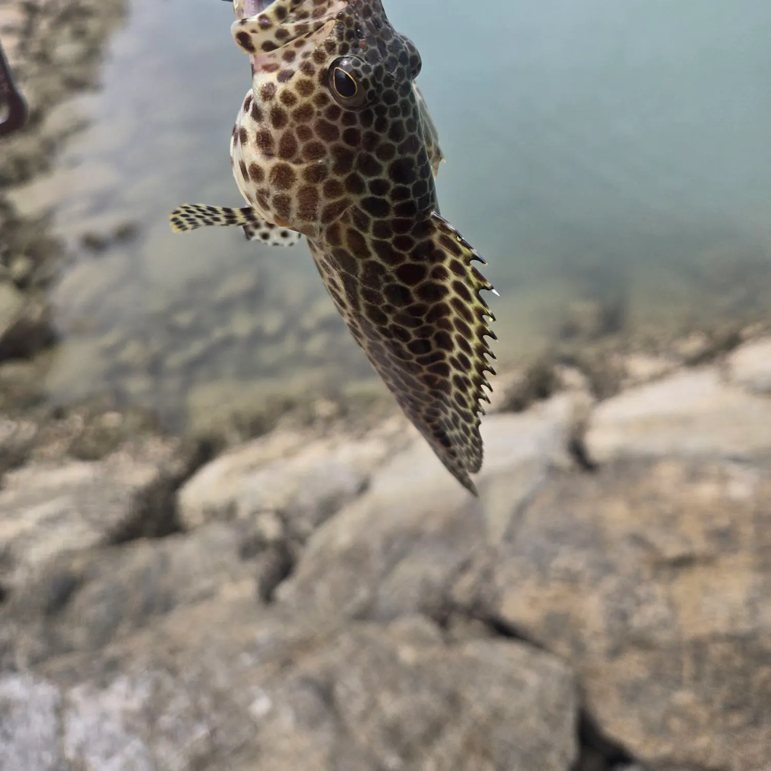 The most recent Honeycomb grouper catches on Fishbrain