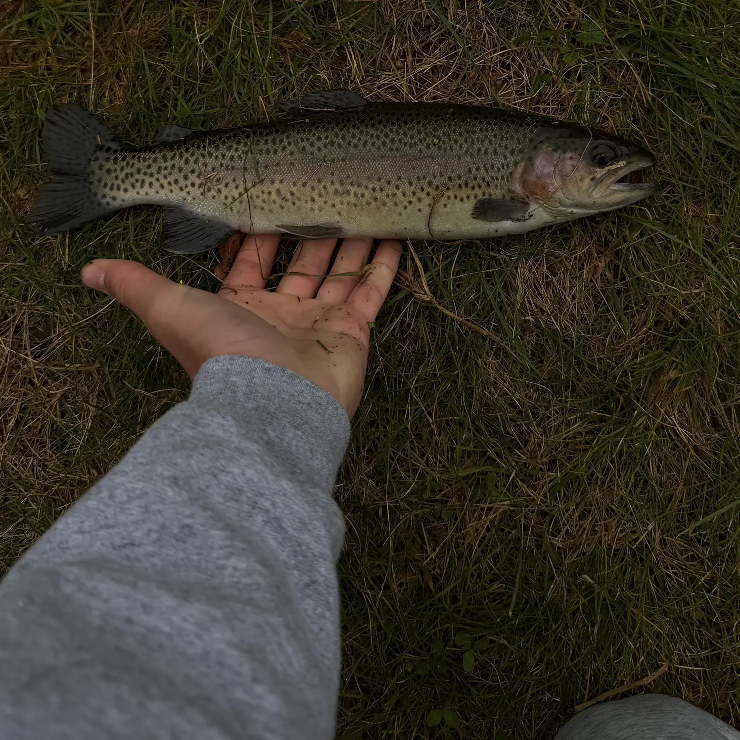 Rainbow trout caught on Fishbrain