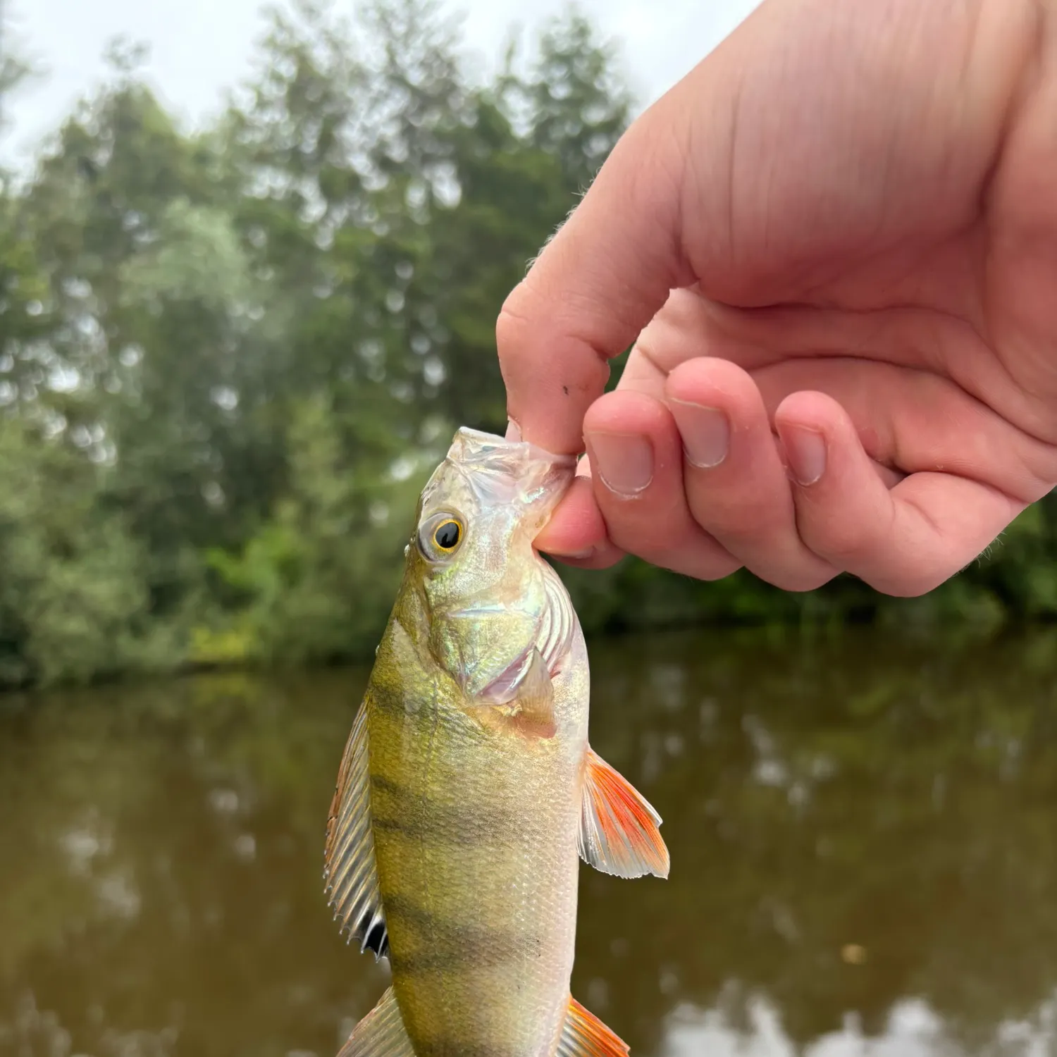 European perch caught on Fishbrain