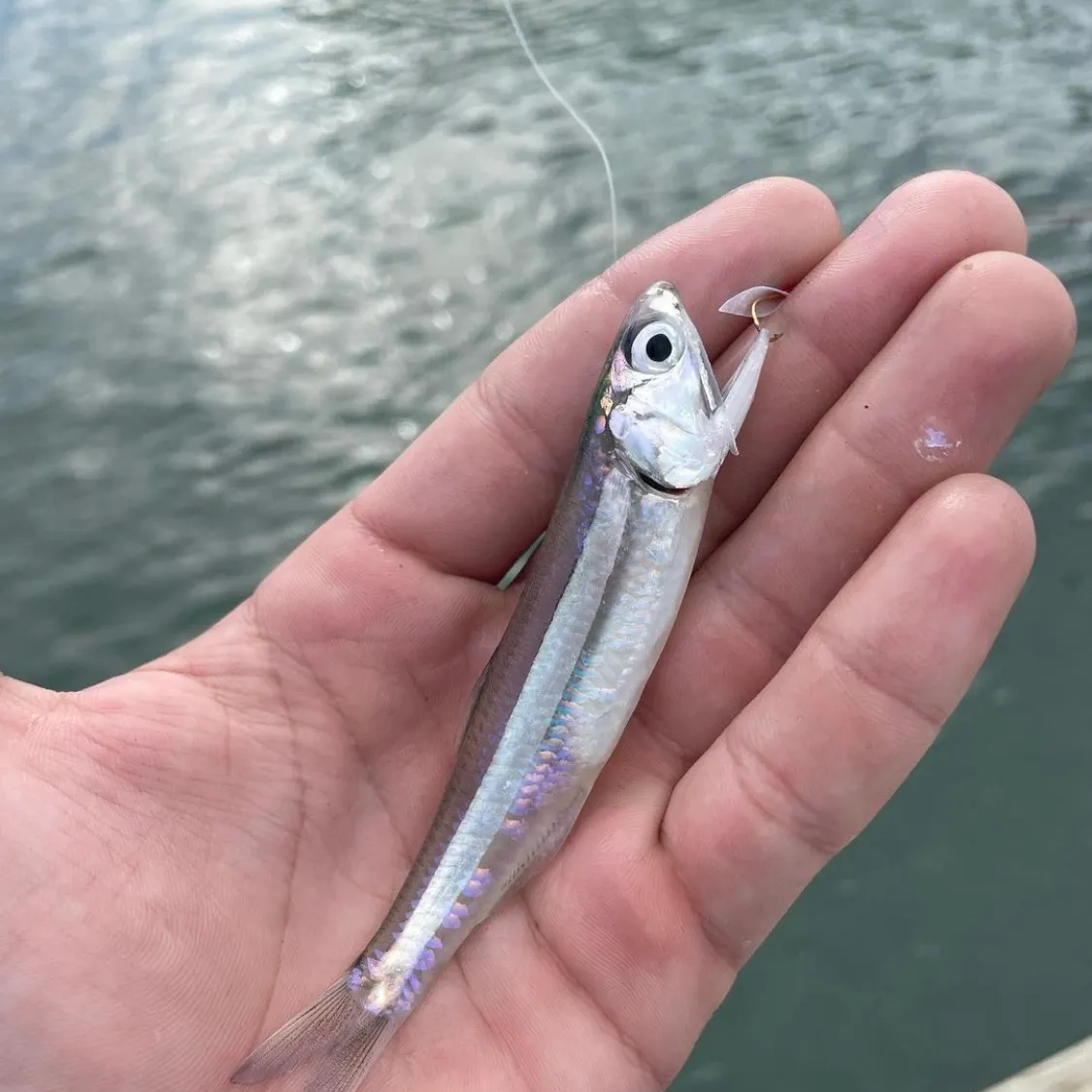 The most recent Bay anchovy catches on Fishbrain