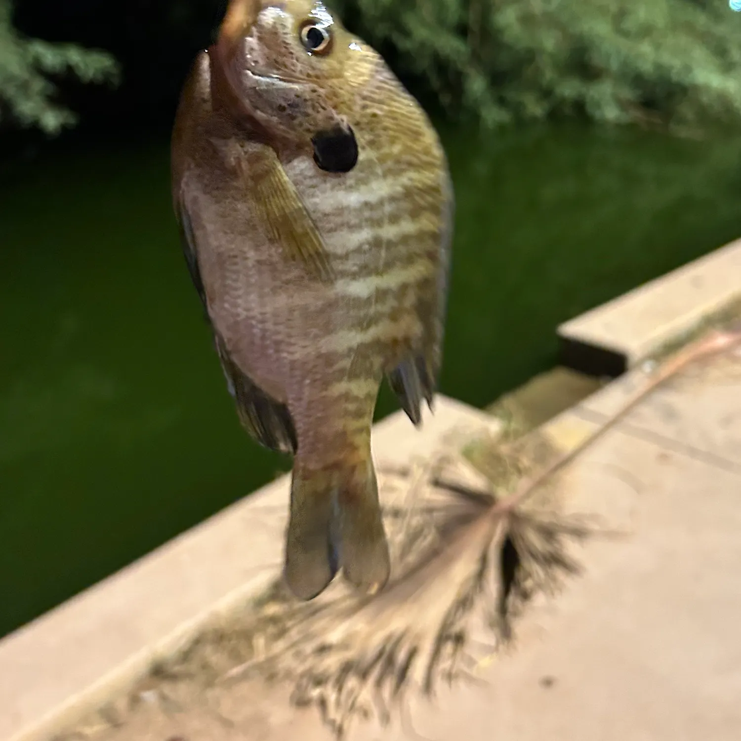 Bluegill caught on Fishbrain